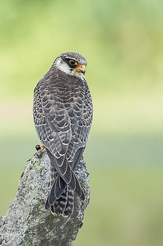 Nikon D4S sample photo. Amur falcon photography