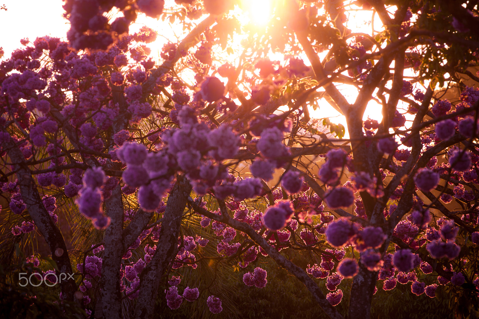 Canon EF 70-200mm F2.8L IS II USM sample photo. Ipe photography