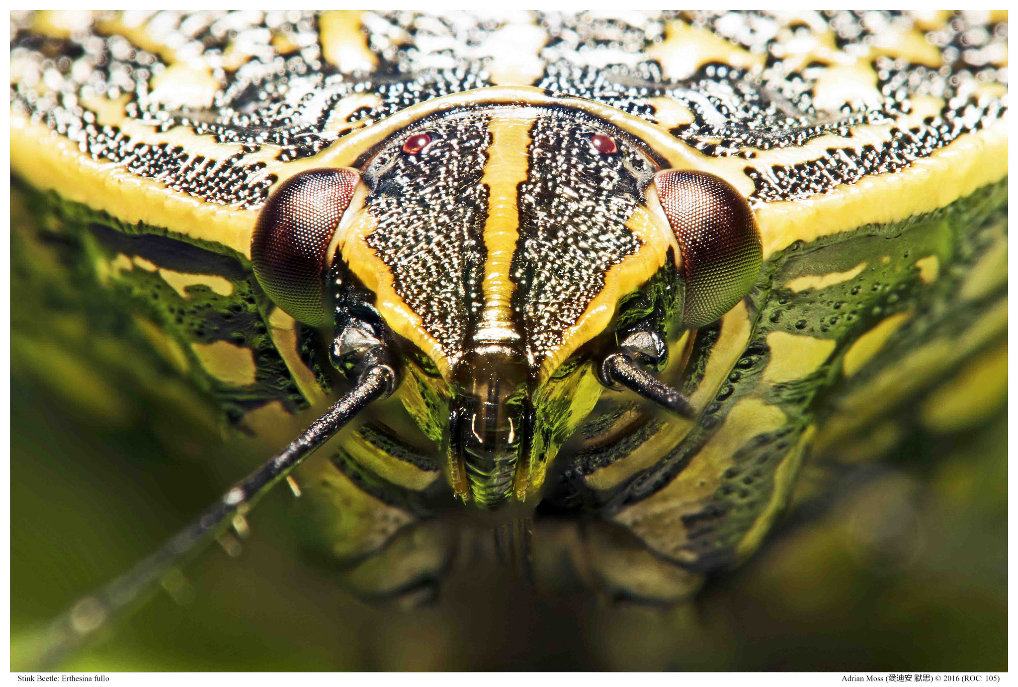Nikon D810 + Nikon AF Micro-Nikkor 200mm F4D ED-IF sample photo. Stinkbugj photography