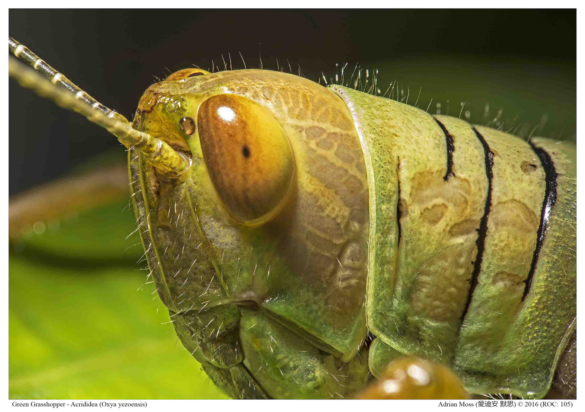 Nikon AF Micro-Nikkor 200mm F4D ED-IF sample photo. Grasshopper photography