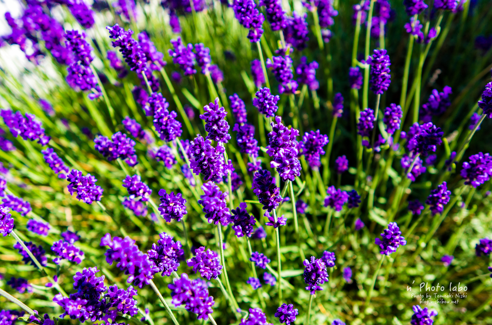 Summicron T 1:2 23 ASPH. sample photo. Lavender photography