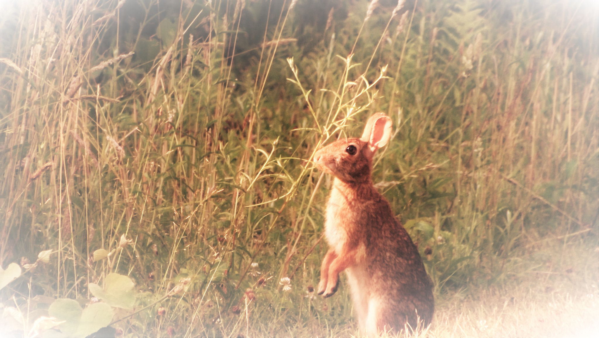 Fujifilm FinePix S4080 sample photo. And here summer bunny gets a snack photography