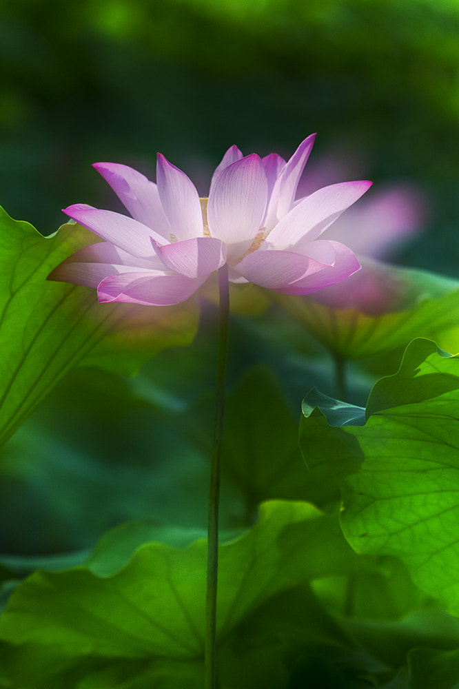 Nikon AF-S Nikkor 200-500mm F5.6E ED VR sample photo. Lotus photography