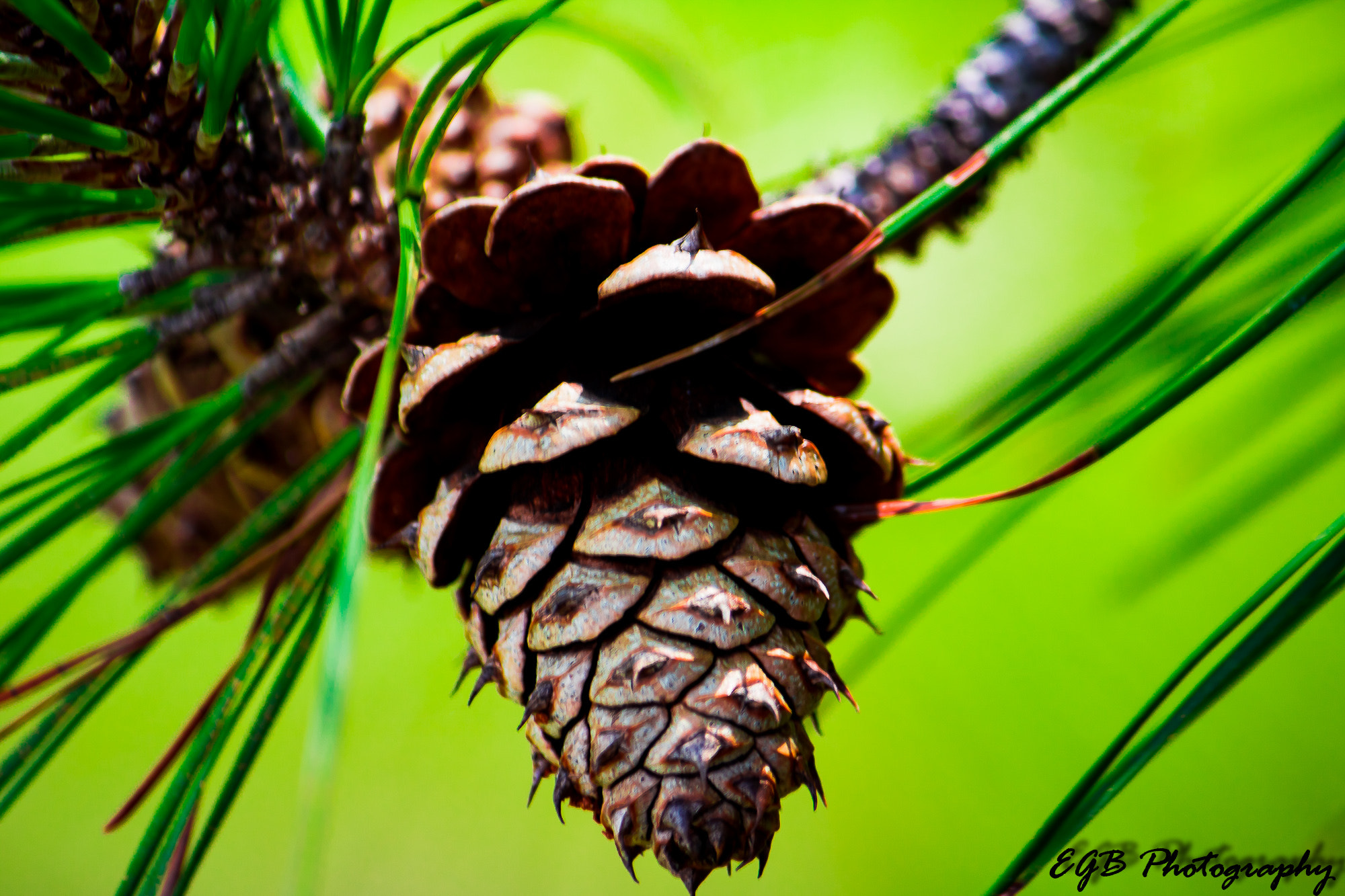 Canon EF-S 55-250mm F4-5.6 IS sample photo. Pine cone photography