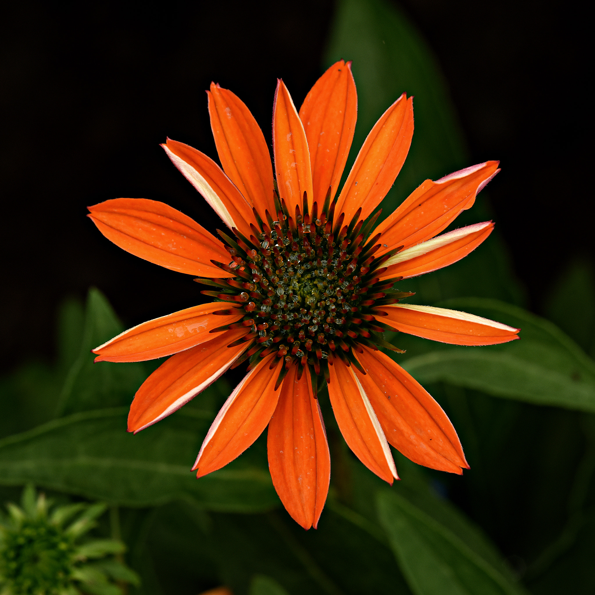Tamron SP 70-200mm F2.8 Di VC USD sample photo. Orange cone daisy photography