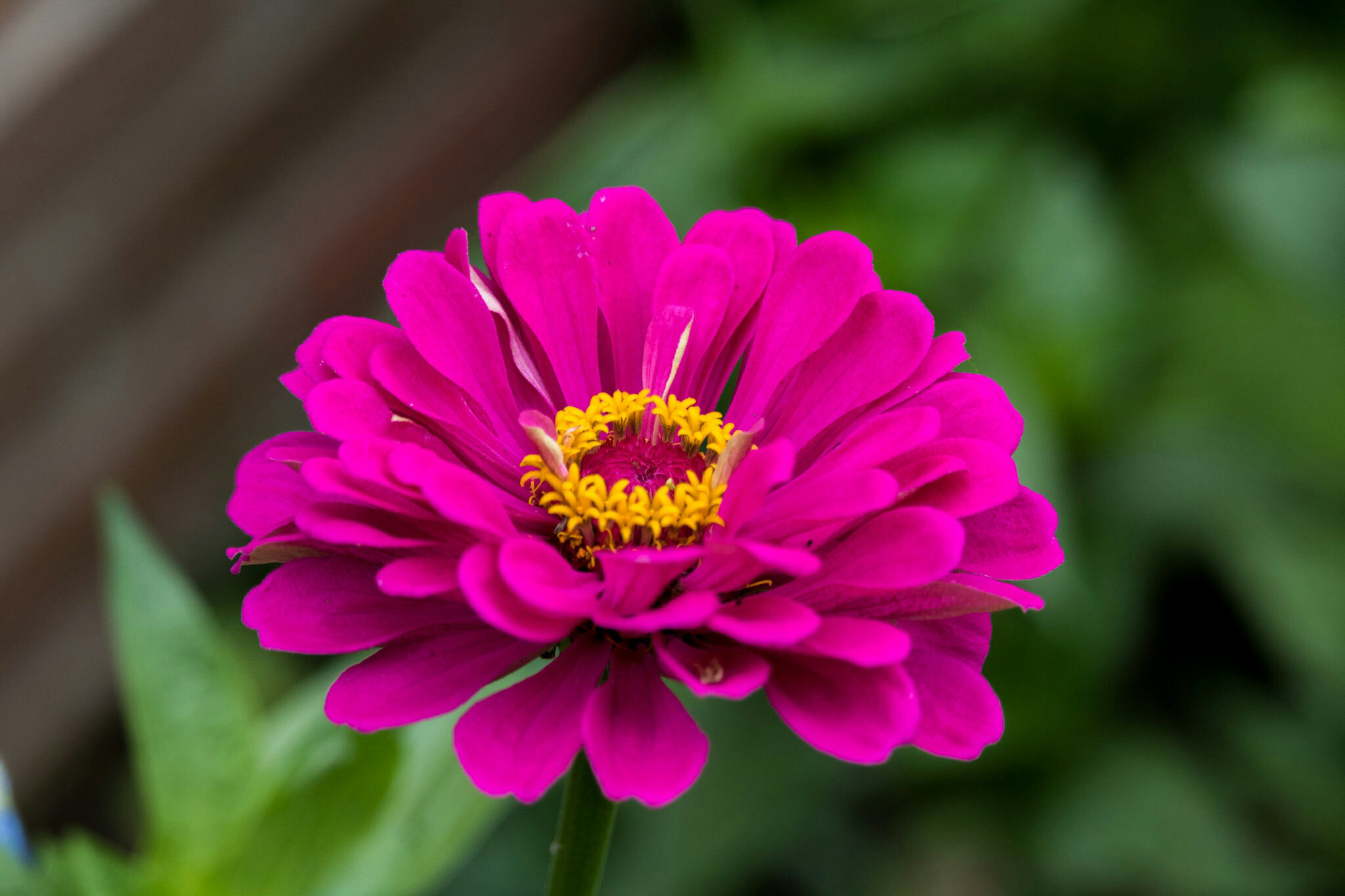 Canon EF-S 55-250mm F4-5.6 IS STM sample photo. Flower i 7/9/16 photography