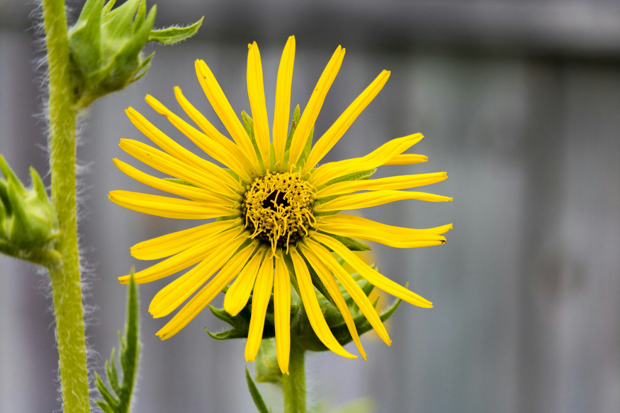 Canon EF-S 55-250mm F4-5.6 IS STM sample photo. Flower iii 7/9/16 photography