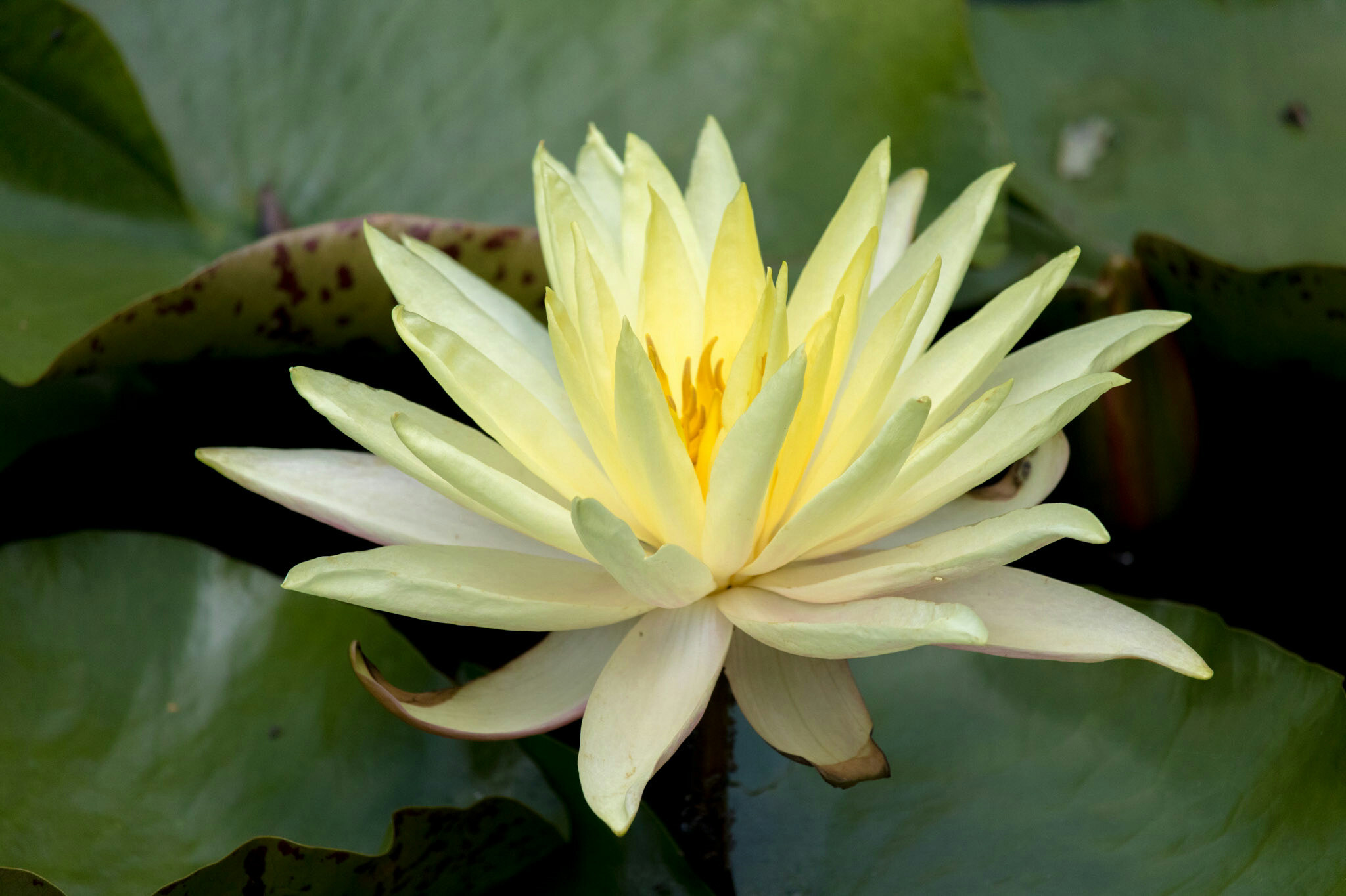 Canon EF-S 55-250mm F4-5.6 IS STM sample photo. Flower iv 7/9/16 photography