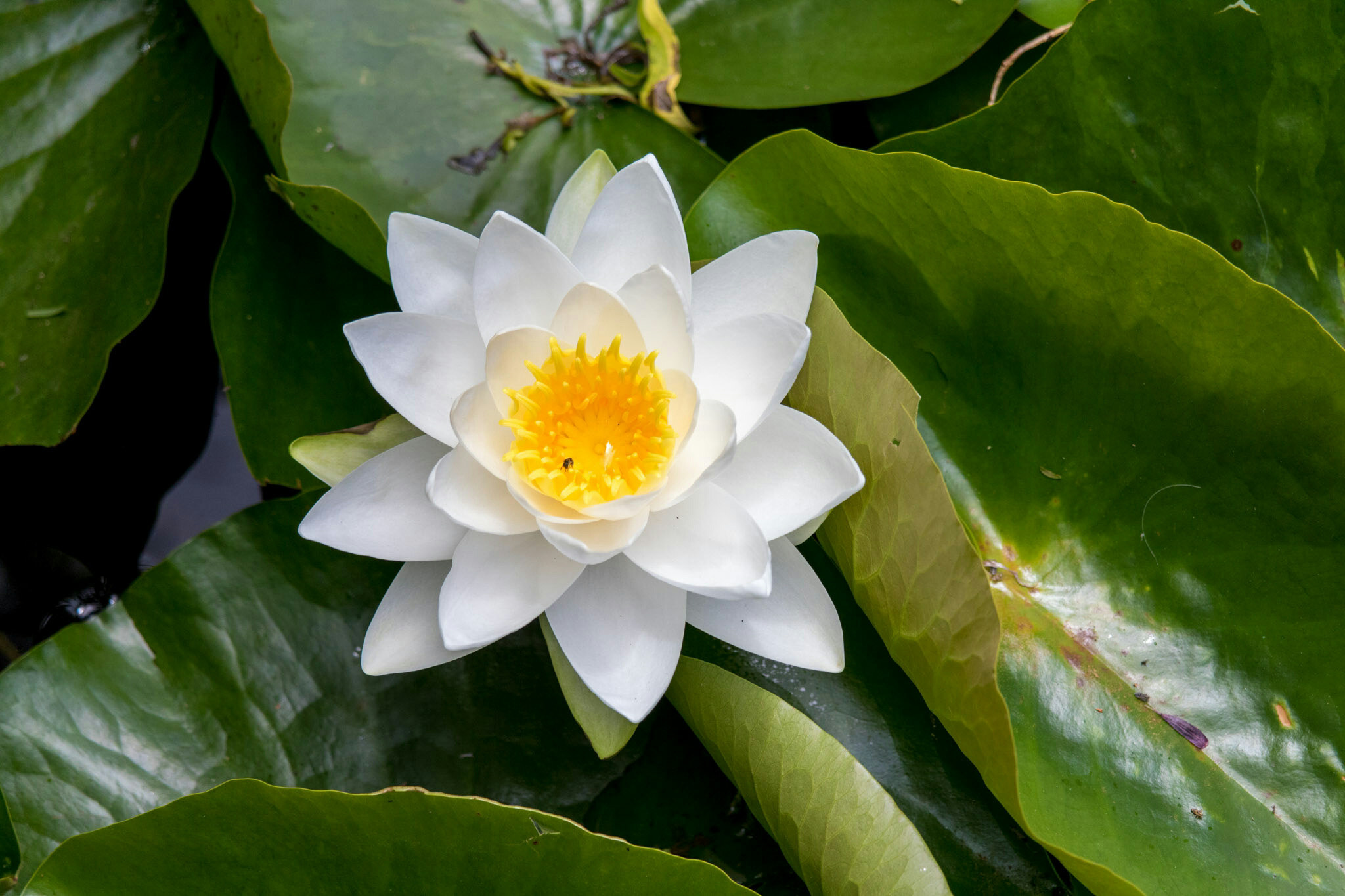 Canon EF-S 55-250mm F4-5.6 IS STM sample photo. Flower vi  photography