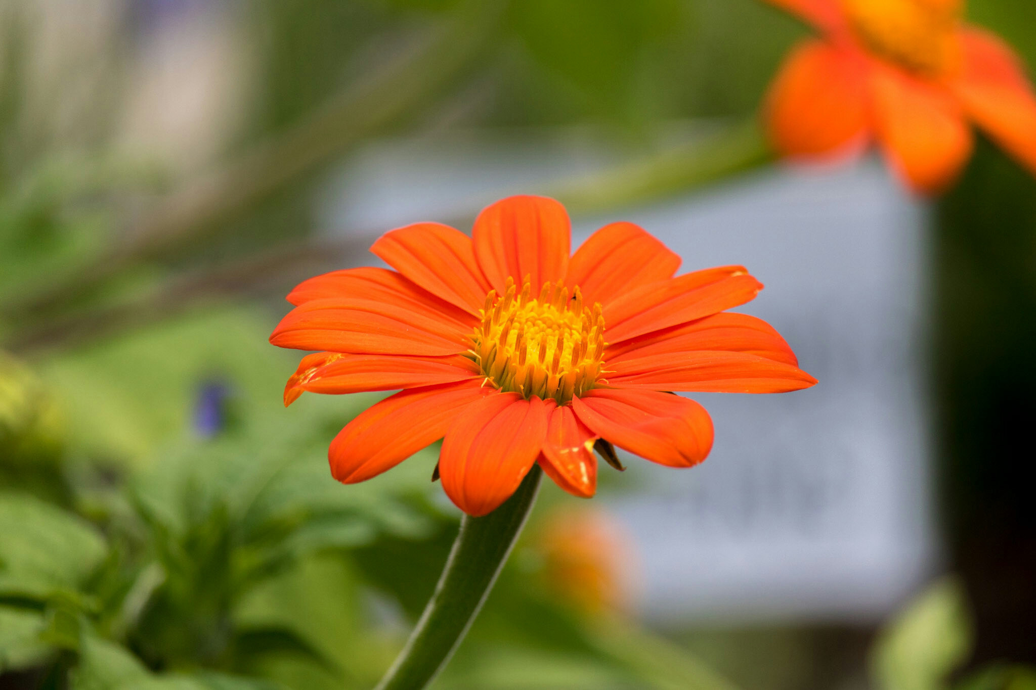Canon EF-S 55-250mm F4-5.6 IS STM sample photo. Flower vii 7/9/16 photography