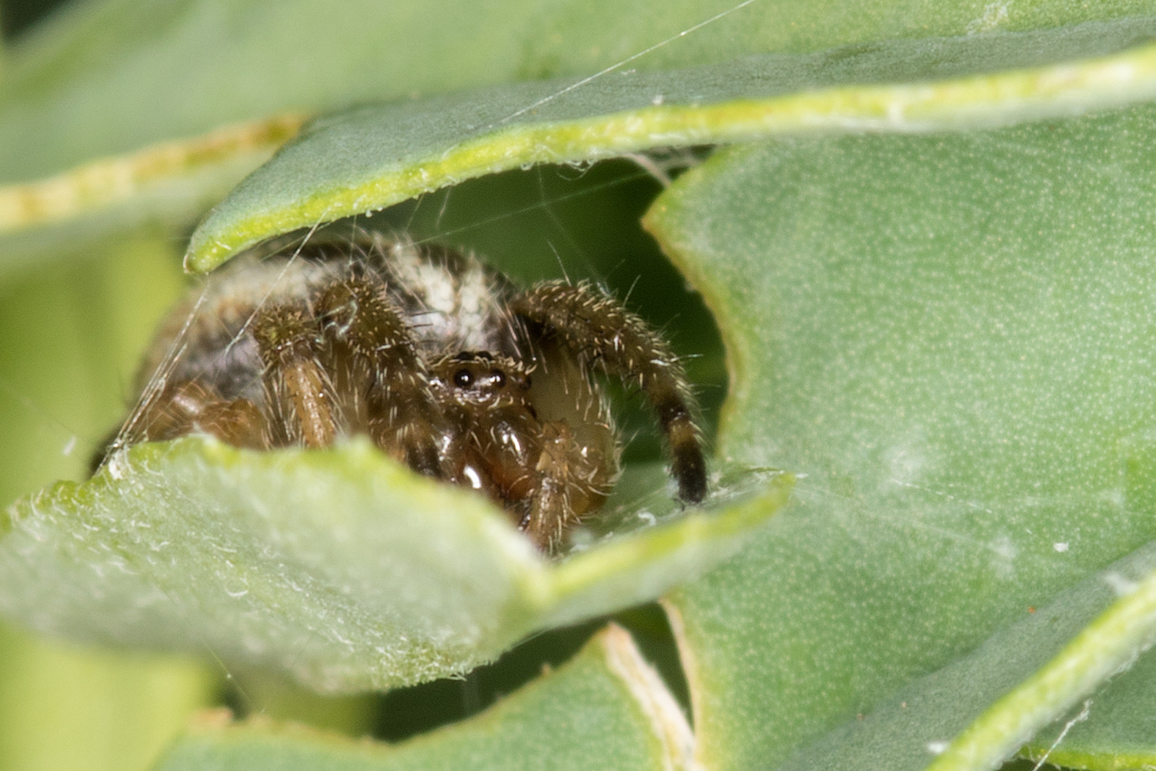 Sigma 105mm F2.8 EX DG Macro sample photo. Hello there photography