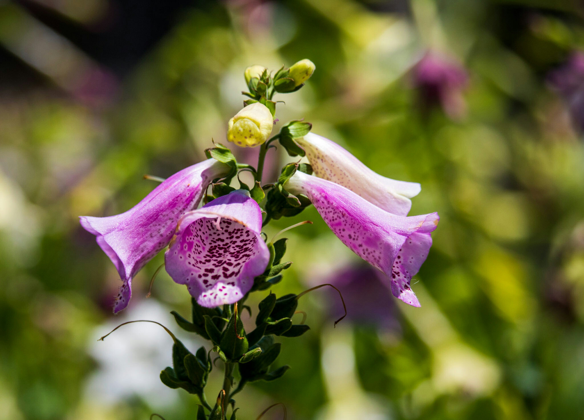 Canon EF-S 55-250mm F4-5.6 IS STM sample photo. Flower xii 7/9/16 photography