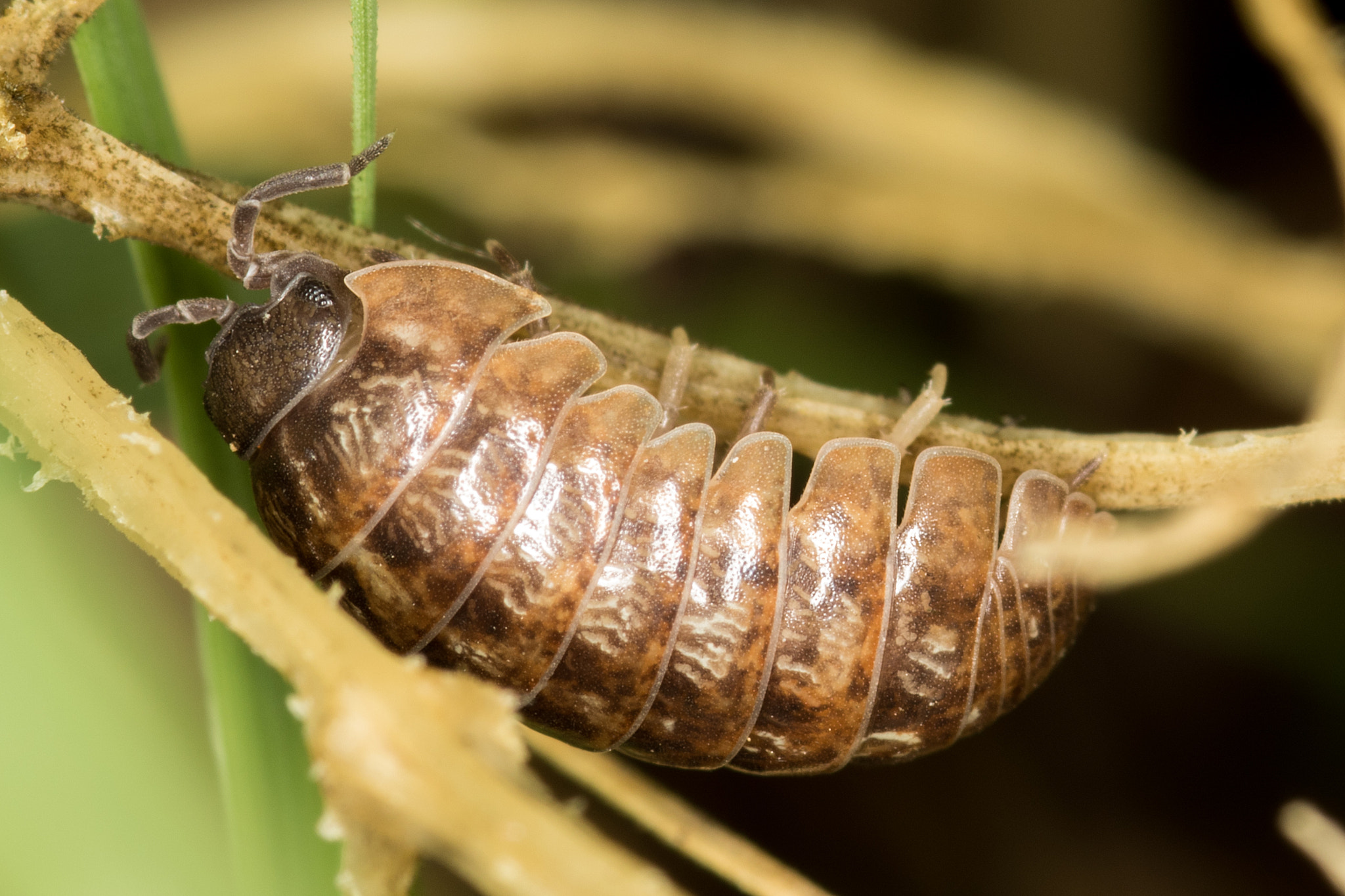 Sigma 105mm F2.8 EX DG Macro sample photo. Roly poly photography