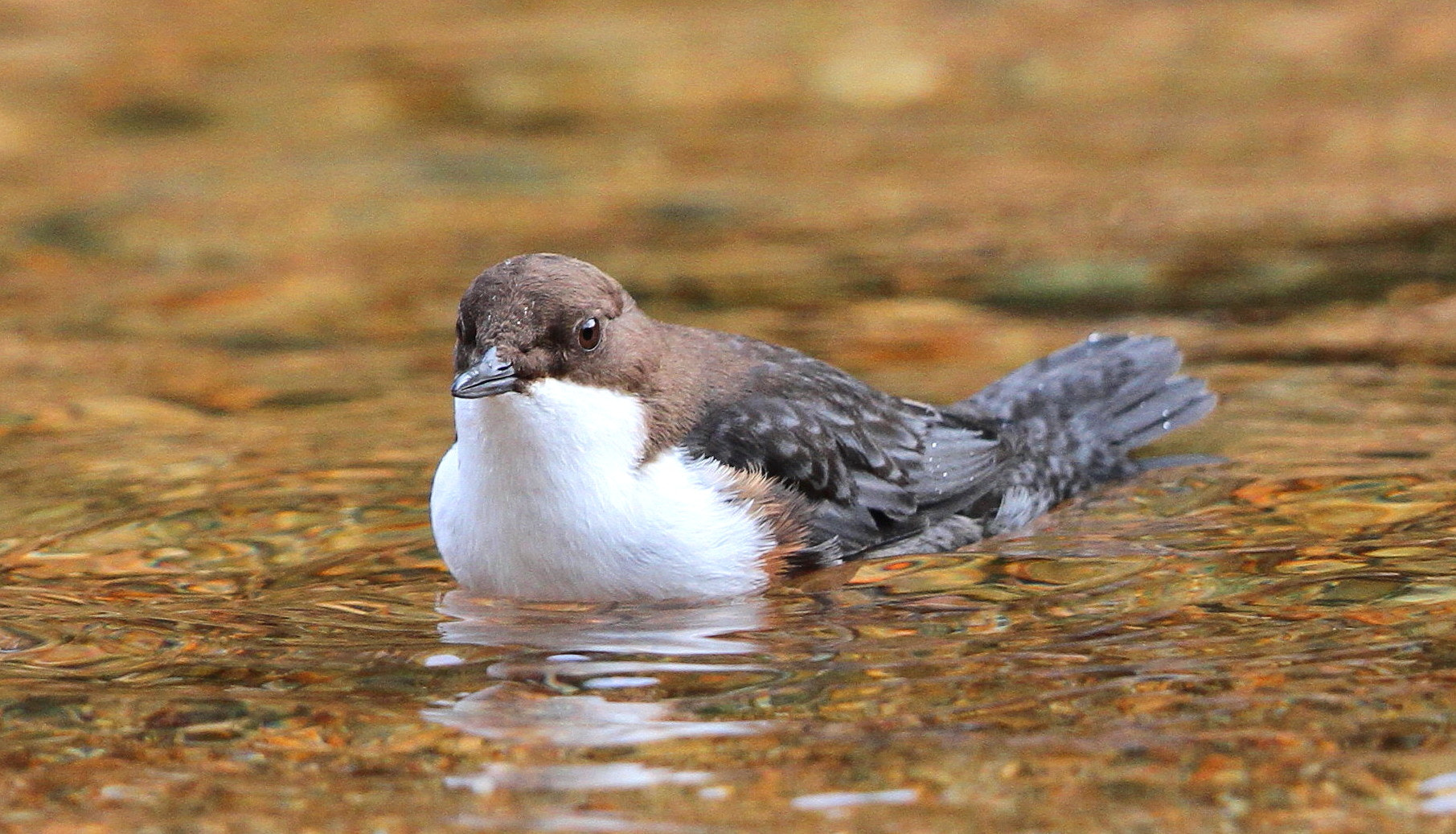 Canon EF 500mm F4L IS II USM sample photo. Ciose up dipper photography