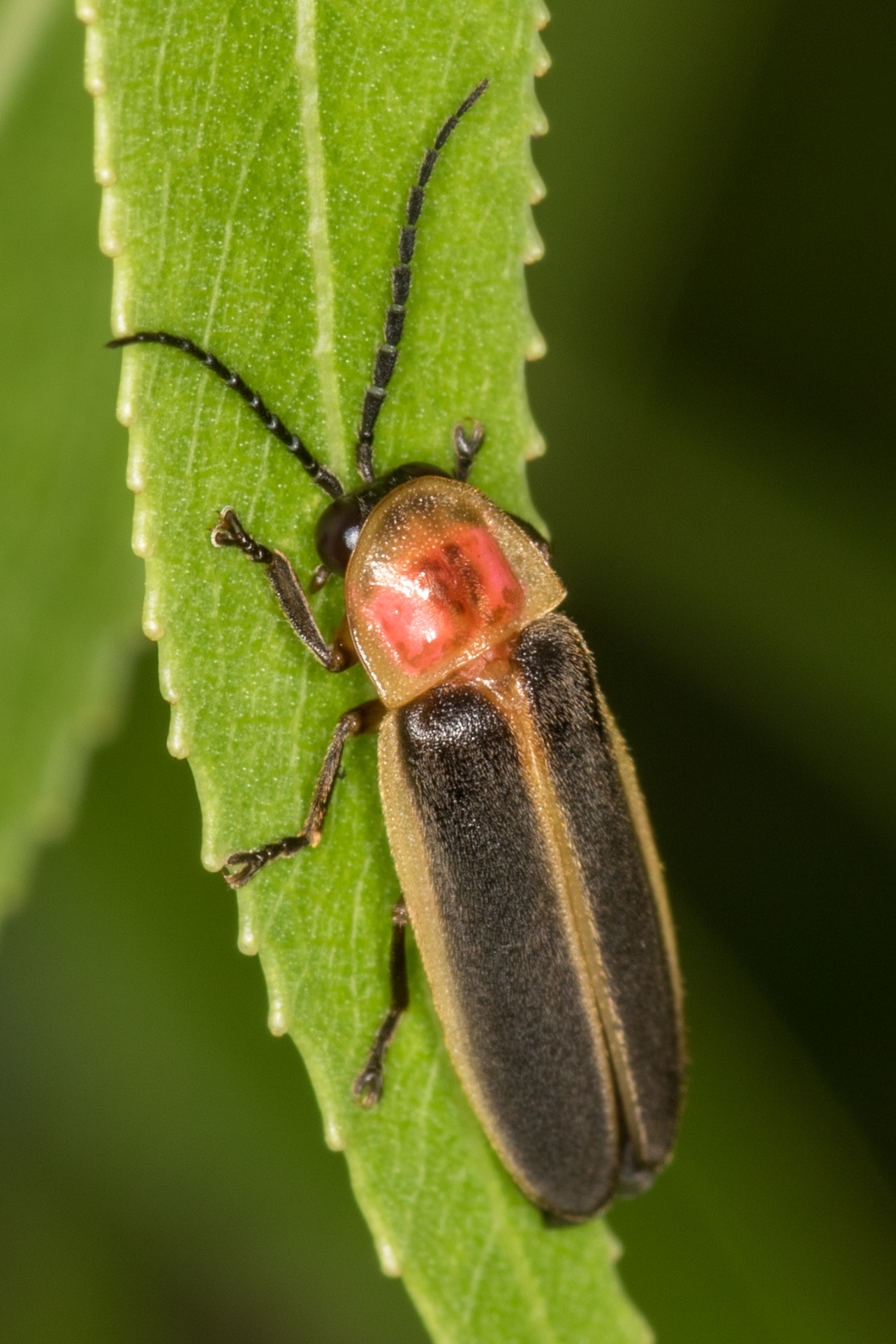 Sigma 105mm F2.8 EX DG Macro sample photo. Firefly photography