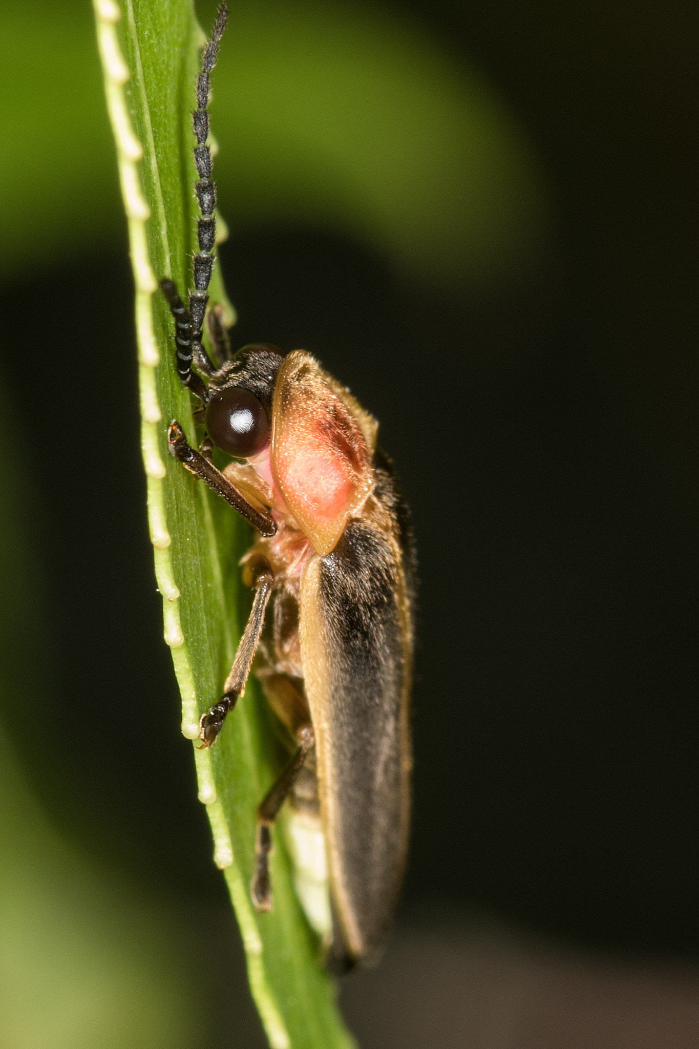 Sigma 105mm F2.8 EX DG Macro sample photo. Untitled photography