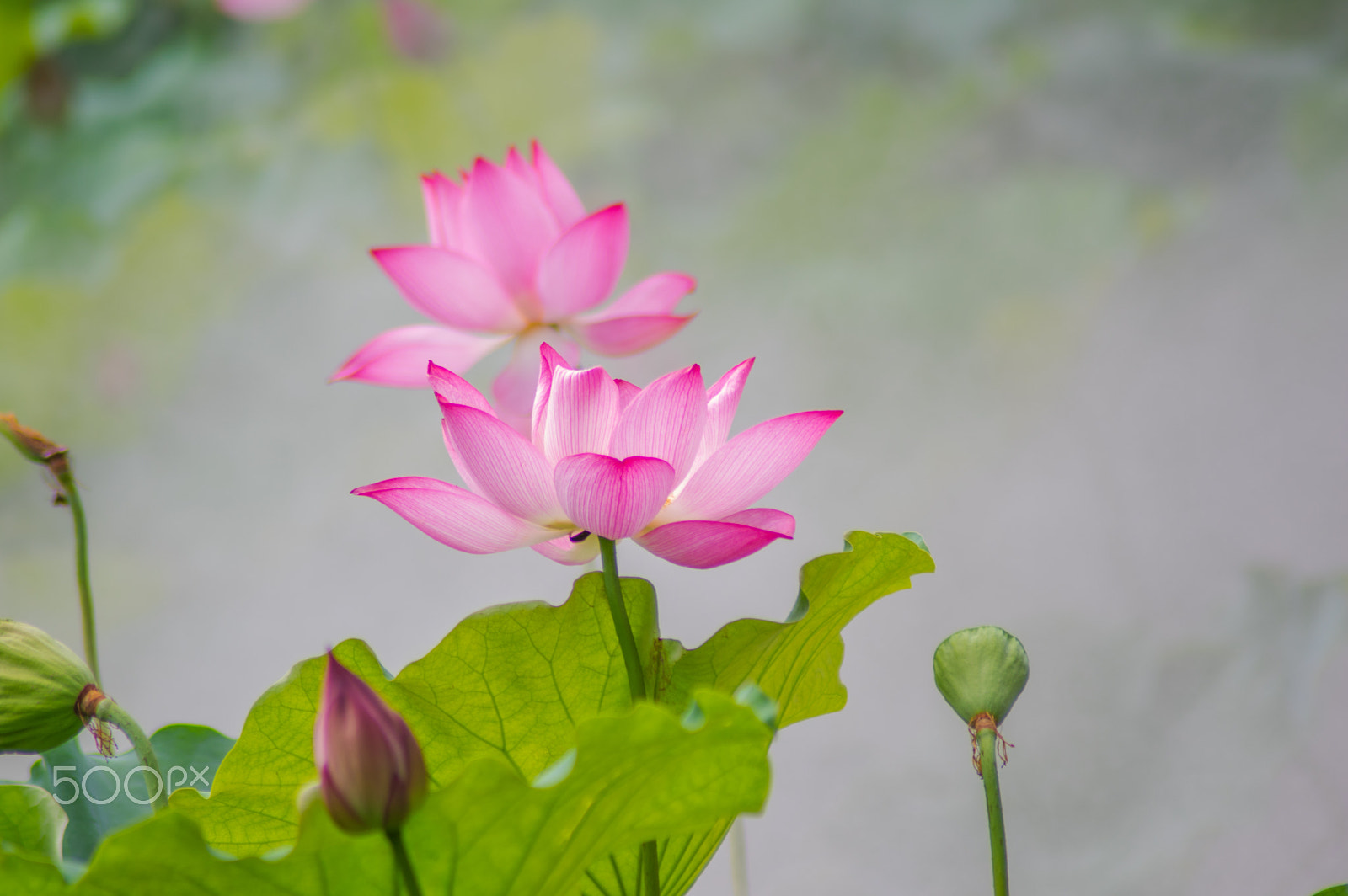 Tamron AF 70-300mm F4-5.6 Di LD Macro sample photo. Lotus#2 photography