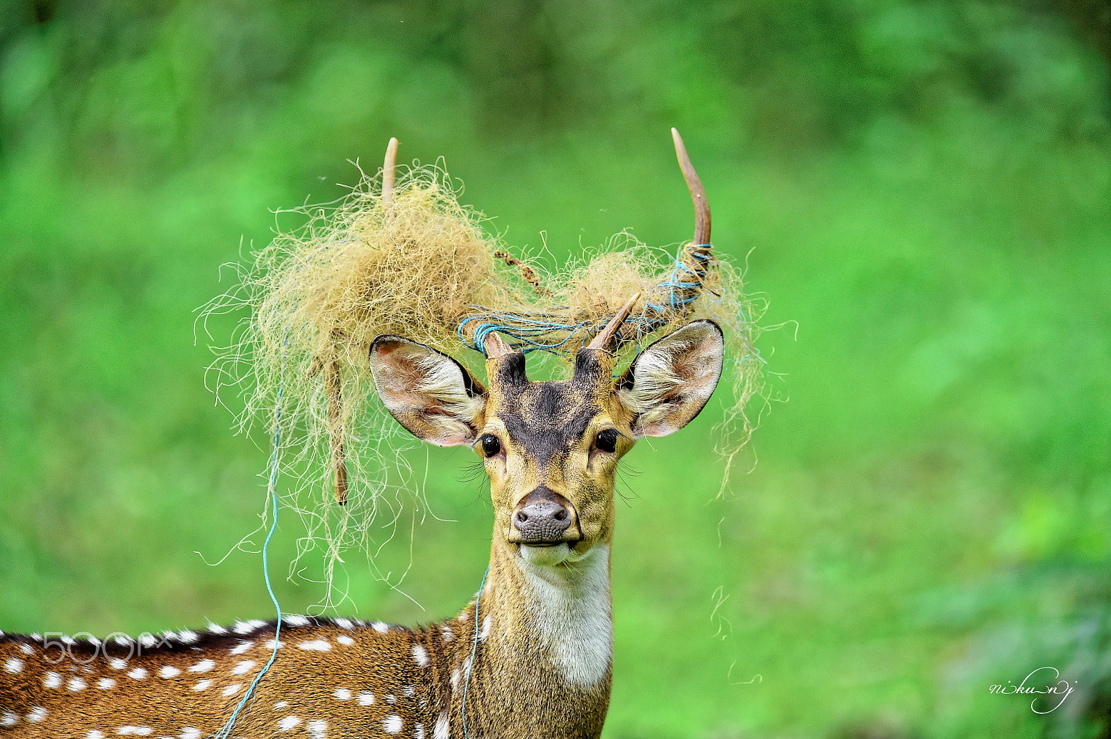Nikon AF-S Nikkor 400mm F2.8E FL ED VR sample photo. Caught in net photography