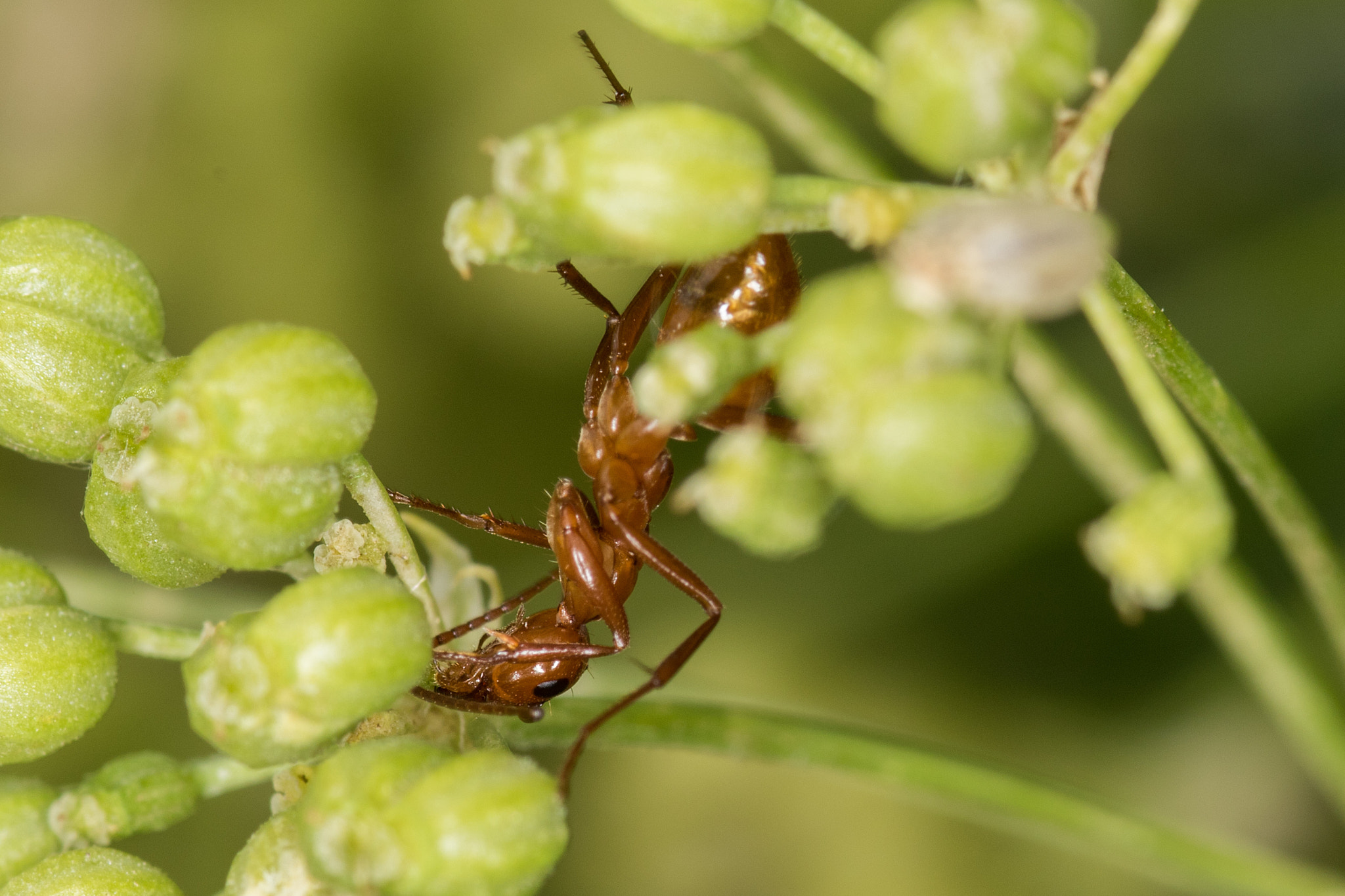 Sigma 105mm F2.8 EX DG Macro sample photo. Fire ant photography