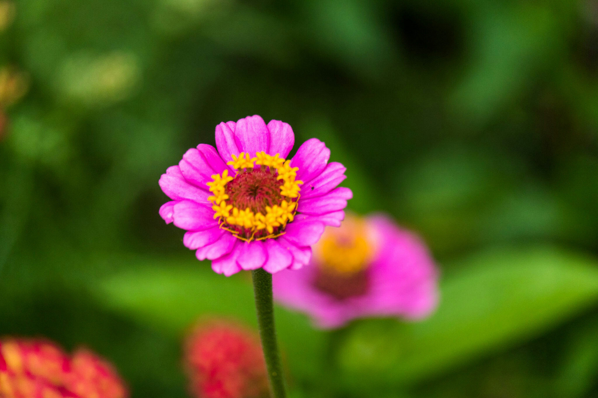 Canon EF-S 55-250mm F4-5.6 IS STM sample photo. Flower xiv 7/9/16 photography