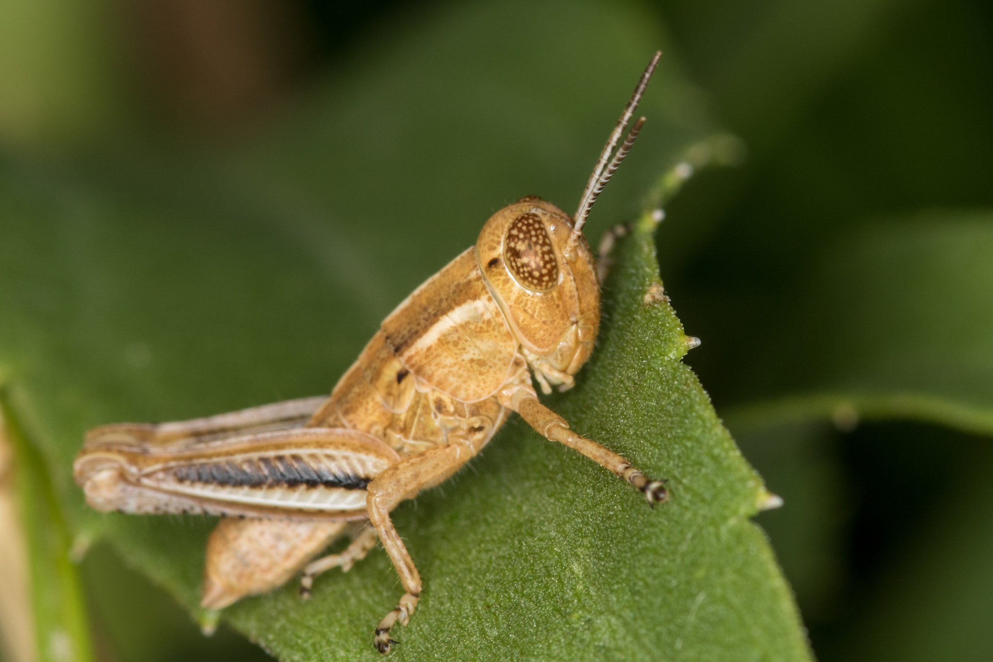 Sigma 105mm F2.8 EX DG Macro sample photo. Untitled photography