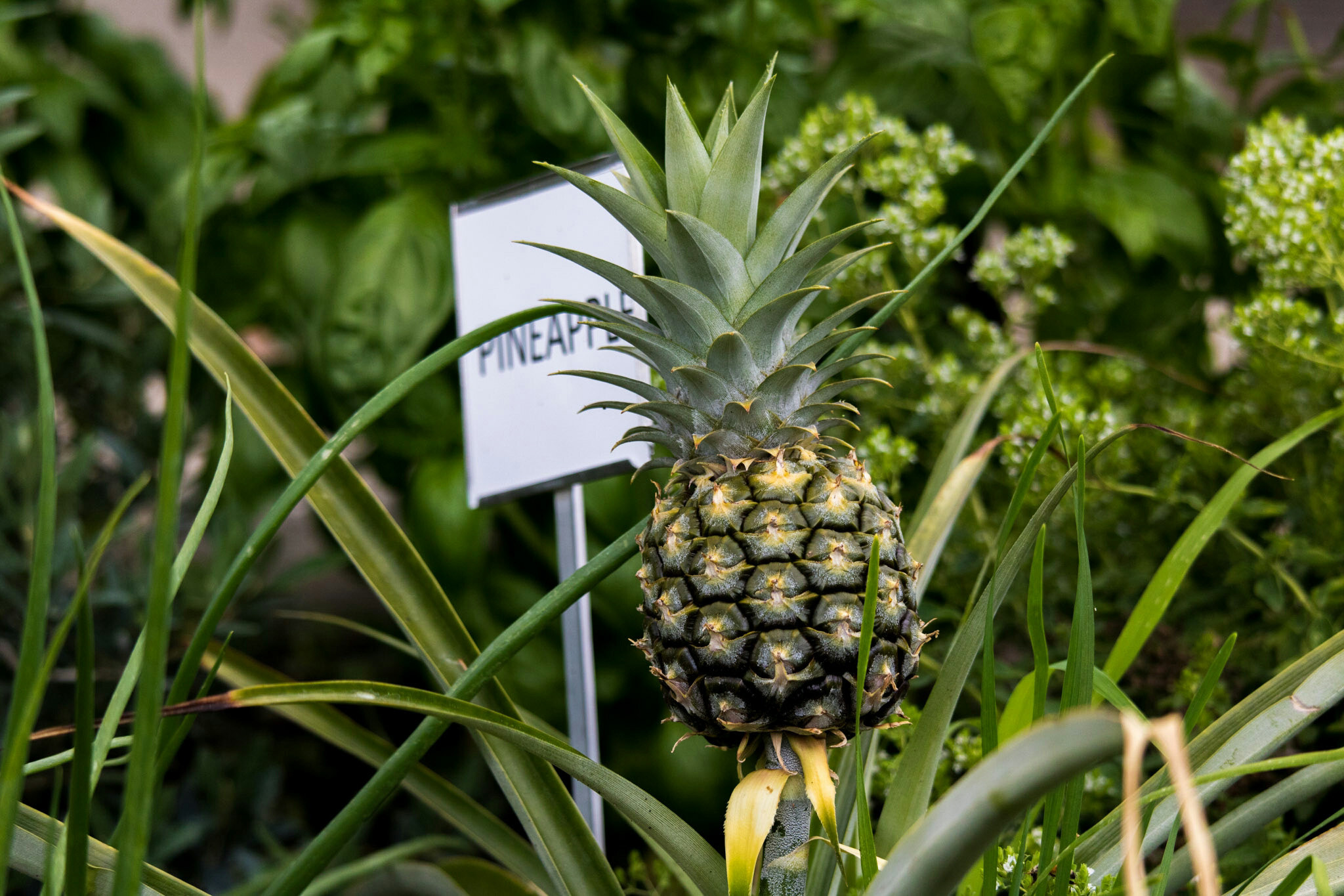Canon EF-S 55-250mm F4-5.6 IS STM sample photo. Pineapple i 7/9/16 photography