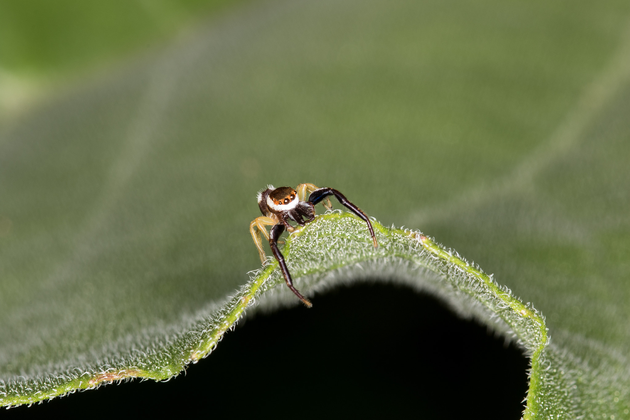 Sigma 105mm F2.8 EX DG Macro sample photo. Little spider photography