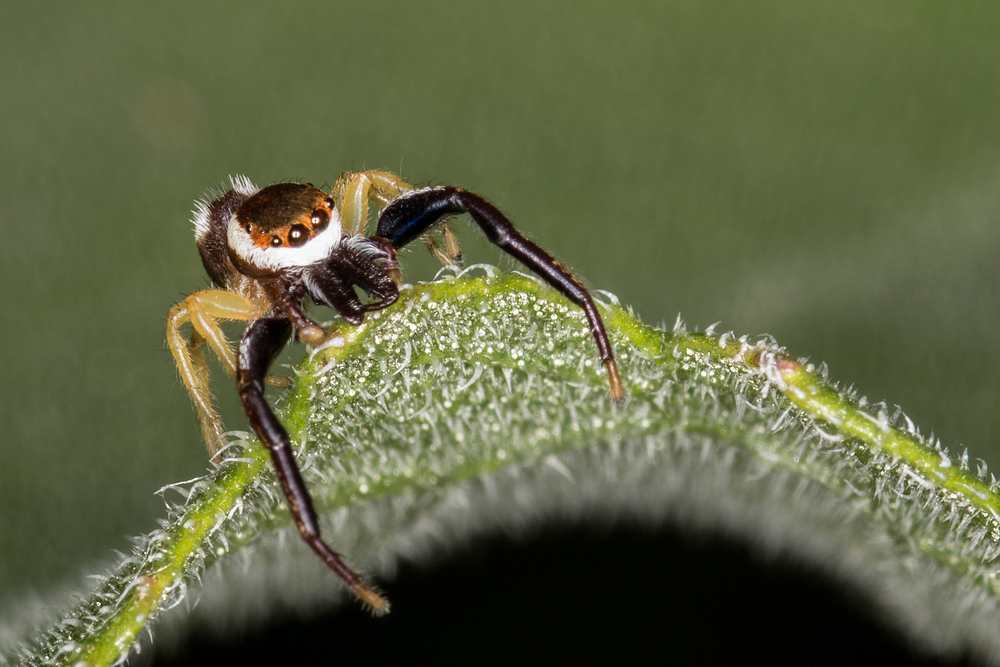 Sigma 105mm F2.8 EX DG Macro sample photo. Untitled photography