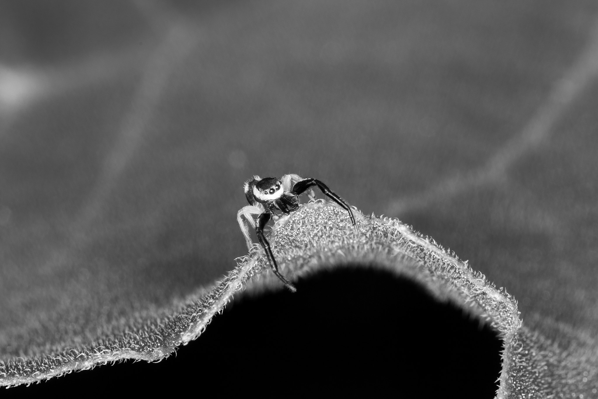 Sigma 105mm F2.8 EX DG Macro sample photo. Untitled photography