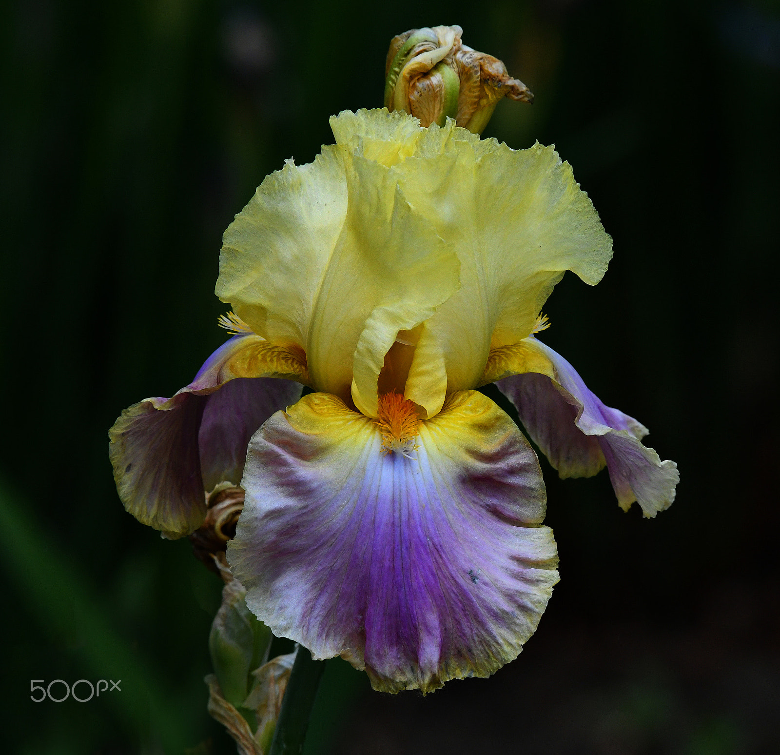 Nikon AF-S Nikkor 200-500mm F5.6E ED VR sample photo. Yellow purple flower photography