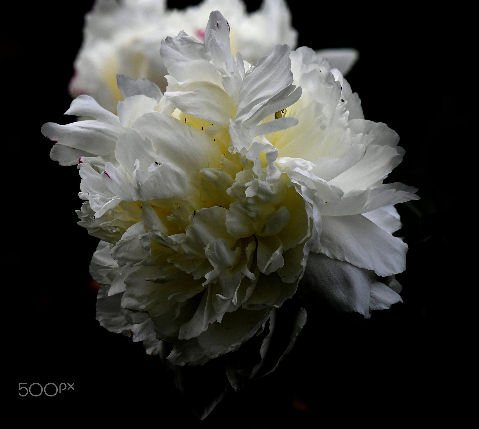 Nikon AF-S Nikkor 200-500mm F5.6E ED VR sample photo. White flower black background photography