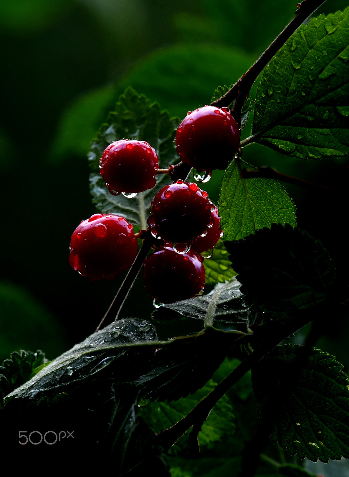 Nikon AF-S Nikkor 200-500mm F5.6E ED VR sample photo. Cherries photography