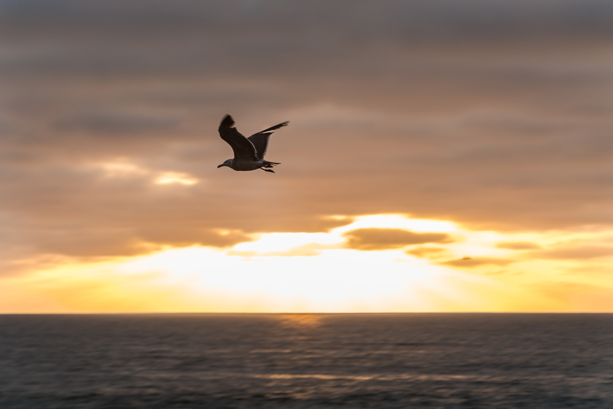 Nikon AF Nikkor 24-85mm F2.8-4D IF sample photo. La jolla photography