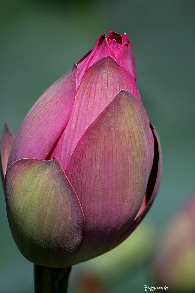 Canon EF 100-300mm F4.5-5.6 USM sample photo