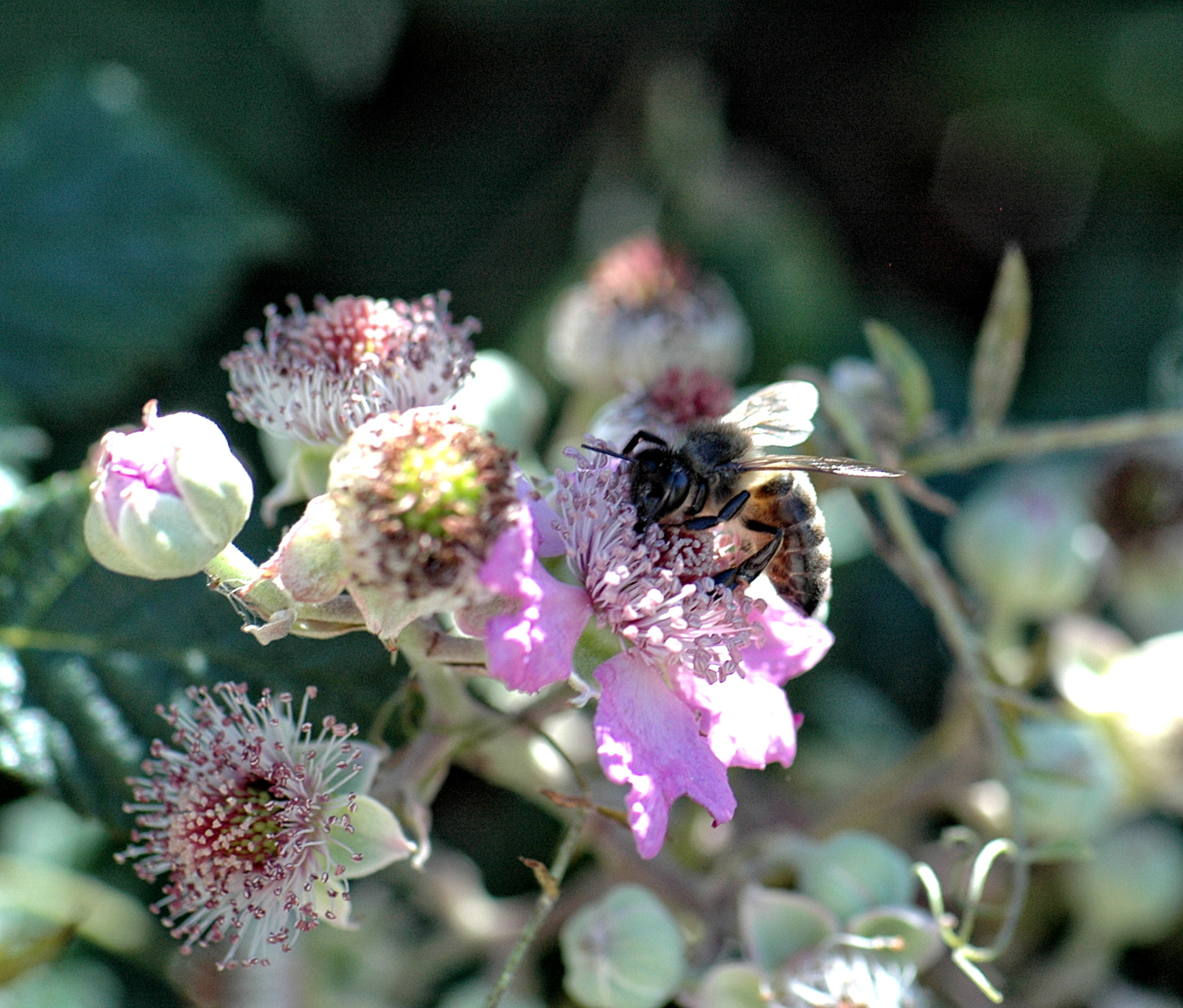 Sigma Macro 90mm F2.8 sample photo. A photography