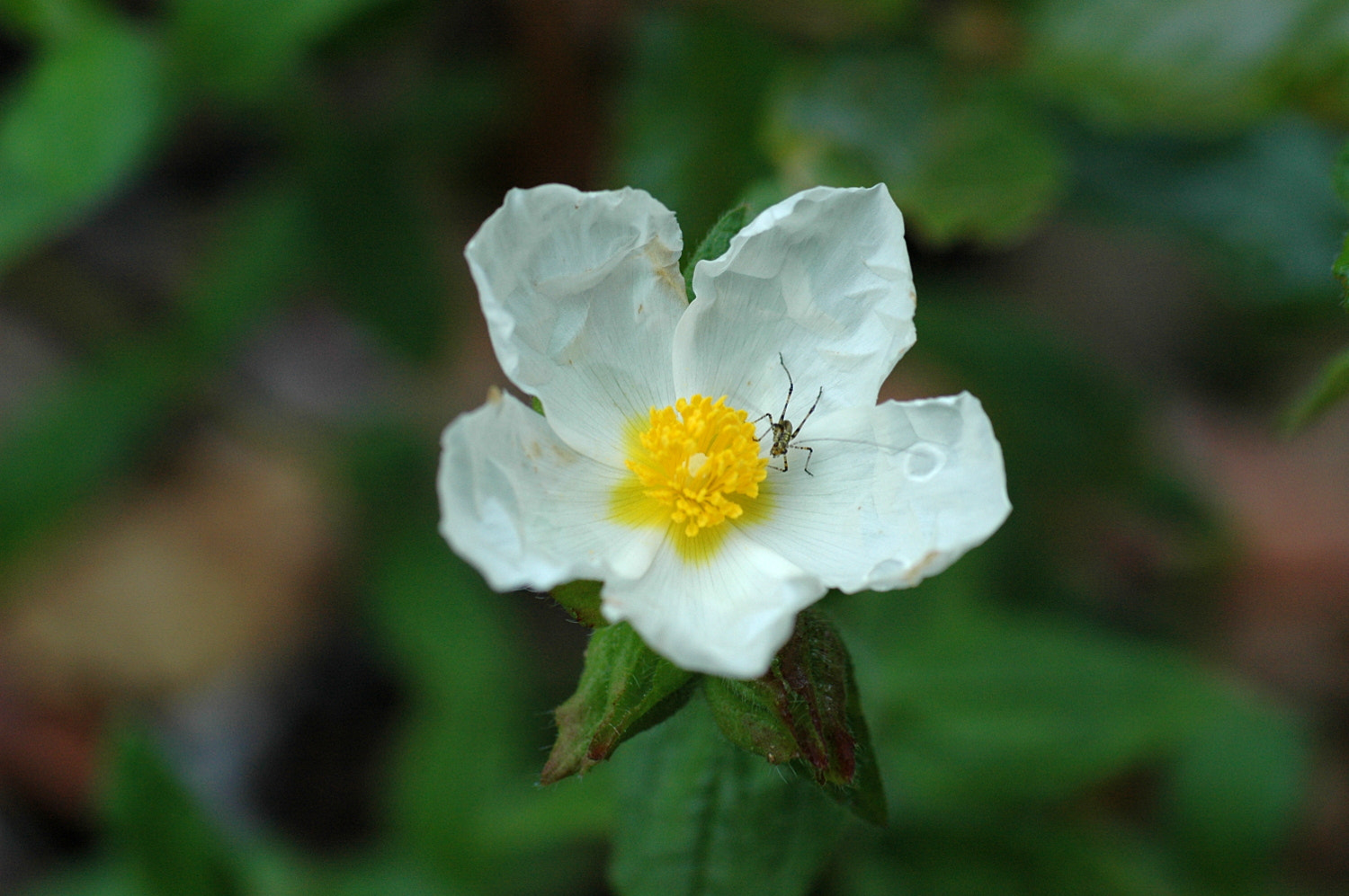 Nikon D70s + Sigma Macro 90mm F2.8 sample photo. A photography