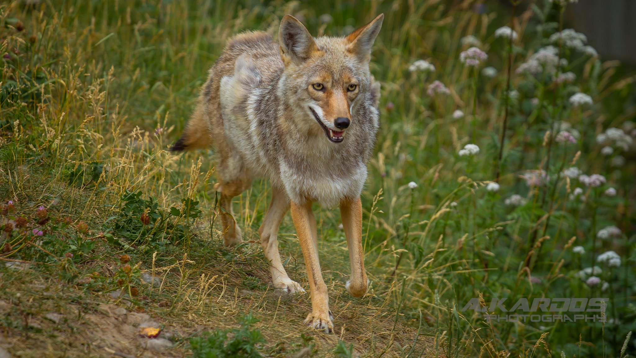 Canon EOS 700D (EOS Rebel T5i / EOS Kiss X7i) + Canon EF 70-200mm F4L USM sample photo. Coyote - zoo ecomuseum - montreal (2016) photography