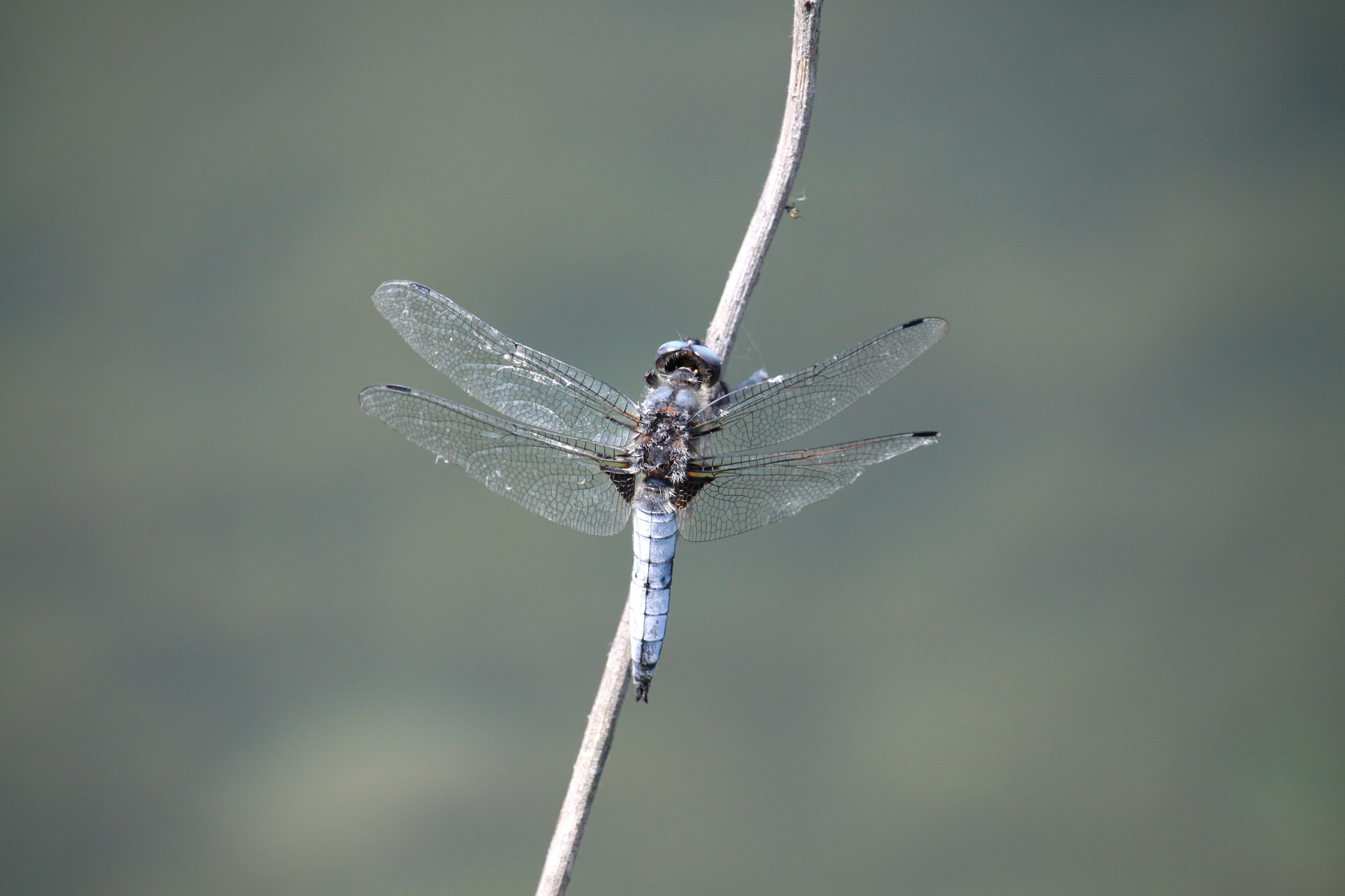 Canon EF-S 55-250mm F4-5.6 IS STM sample photo