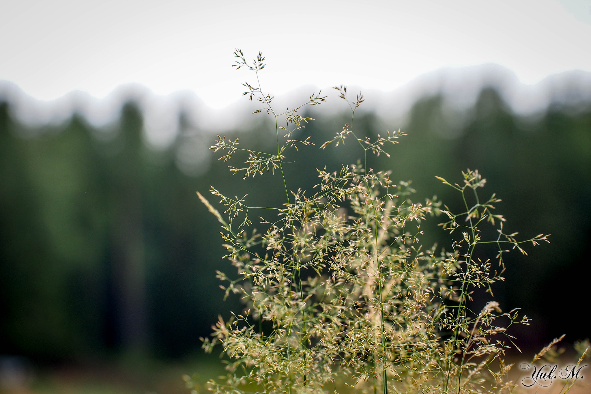 Panasonic Lumix G X Vario 35-100mm F2.8 OIS sample photo. Olympus digital camera photography