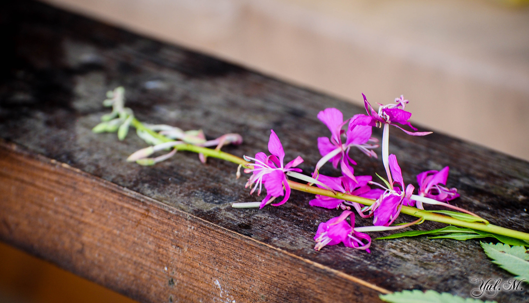 Panasonic Lumix G X Vario 35-100mm F2.8 OIS sample photo. Olympus digital camera photography