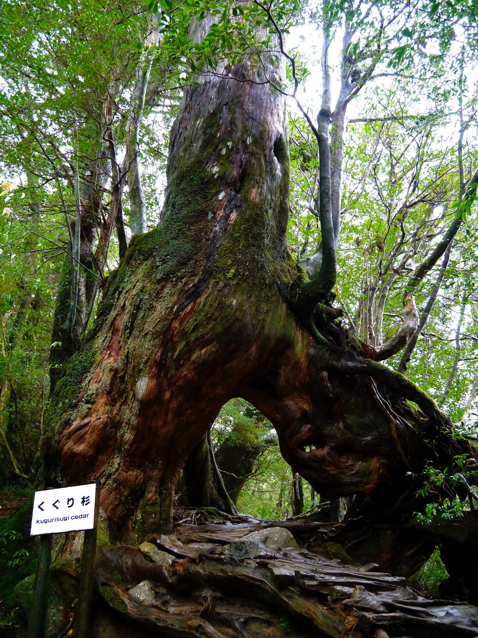 LUMIX G VARIO PZ 14-42/F3.5-5.6 sample photo. Yakushima japan photography