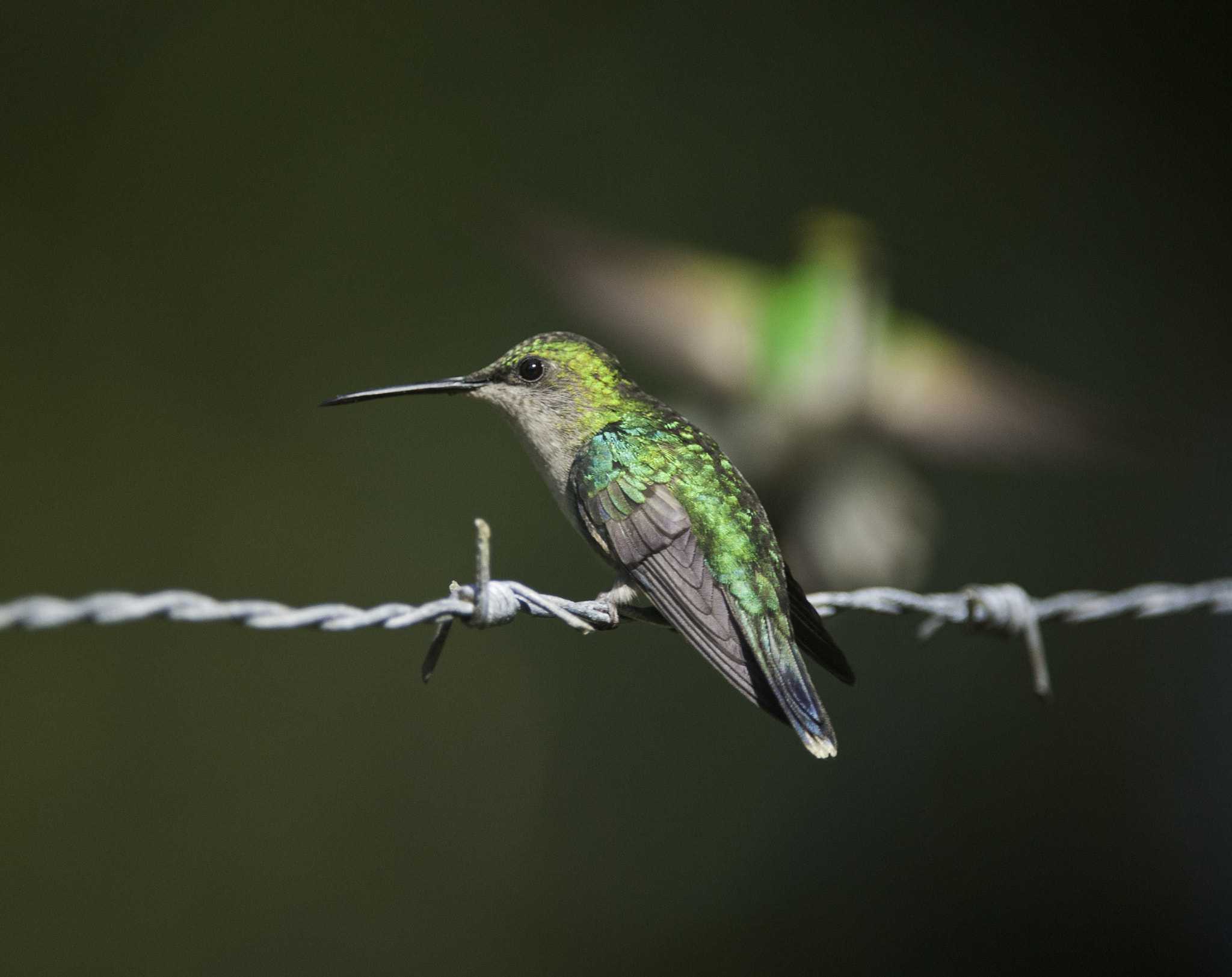 Nikon D3X sample photo. Colibri esmeralda  and the fast one photography