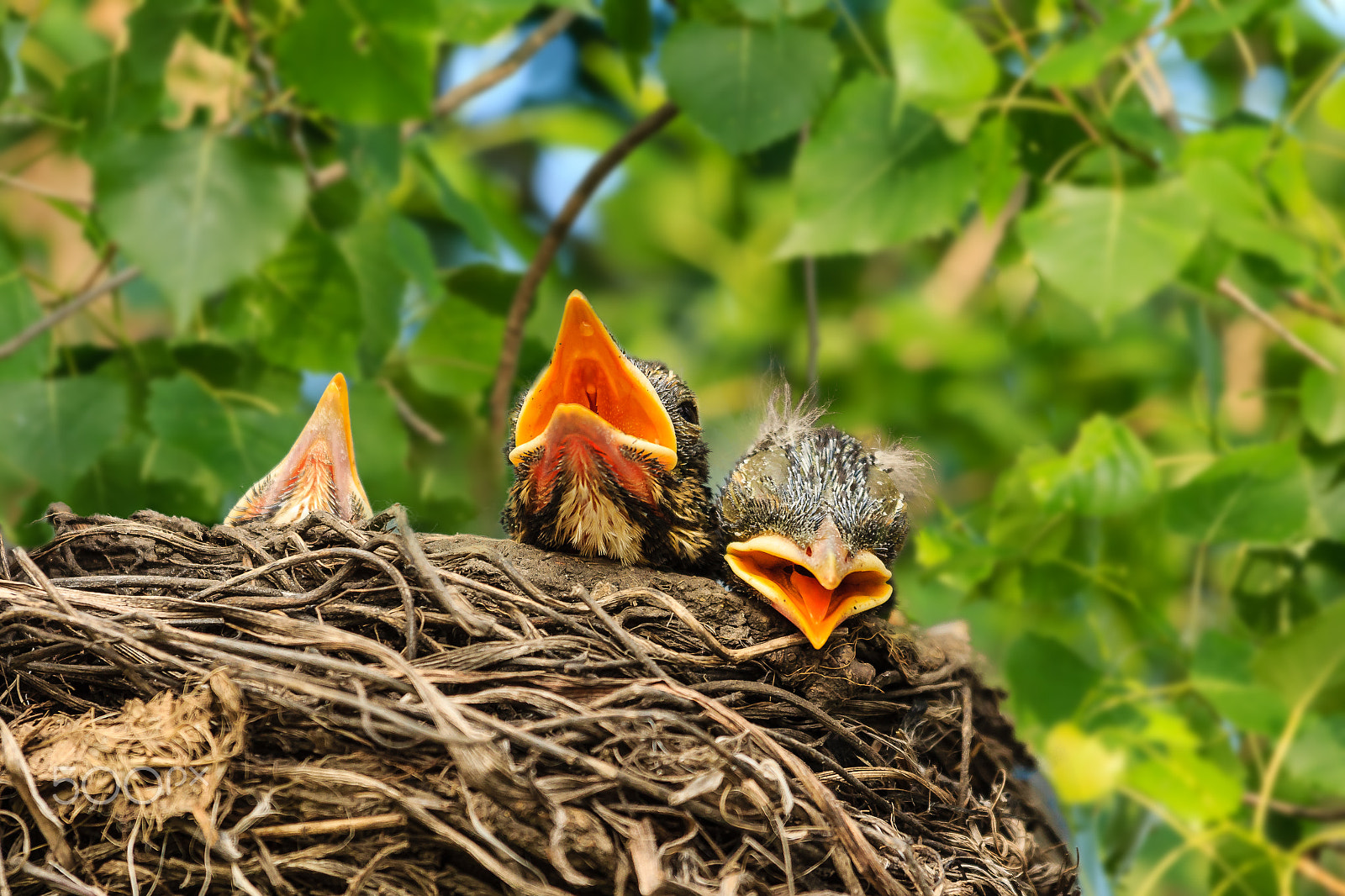 Canon EF 100-400mm F4.5-5.6L IS USM sample photo. Baby robins tired of waiting photography