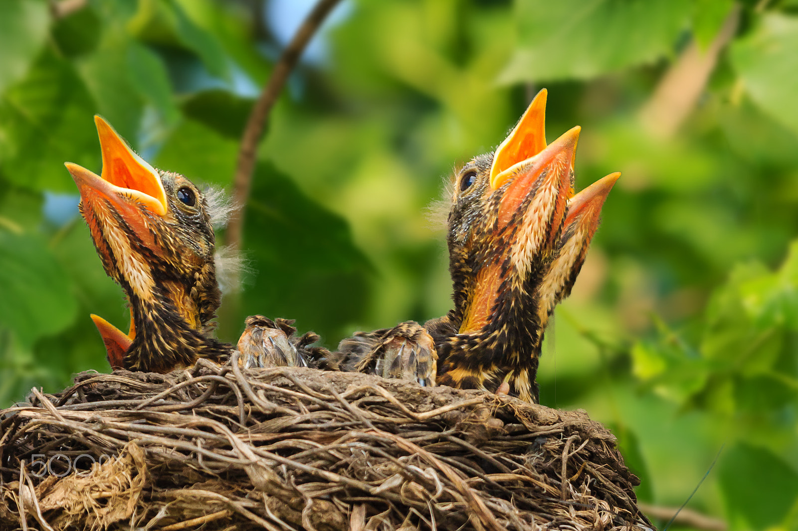 Canon EF 100-400mm F4.5-5.6L IS USM sample photo. Hungry baby robins photography