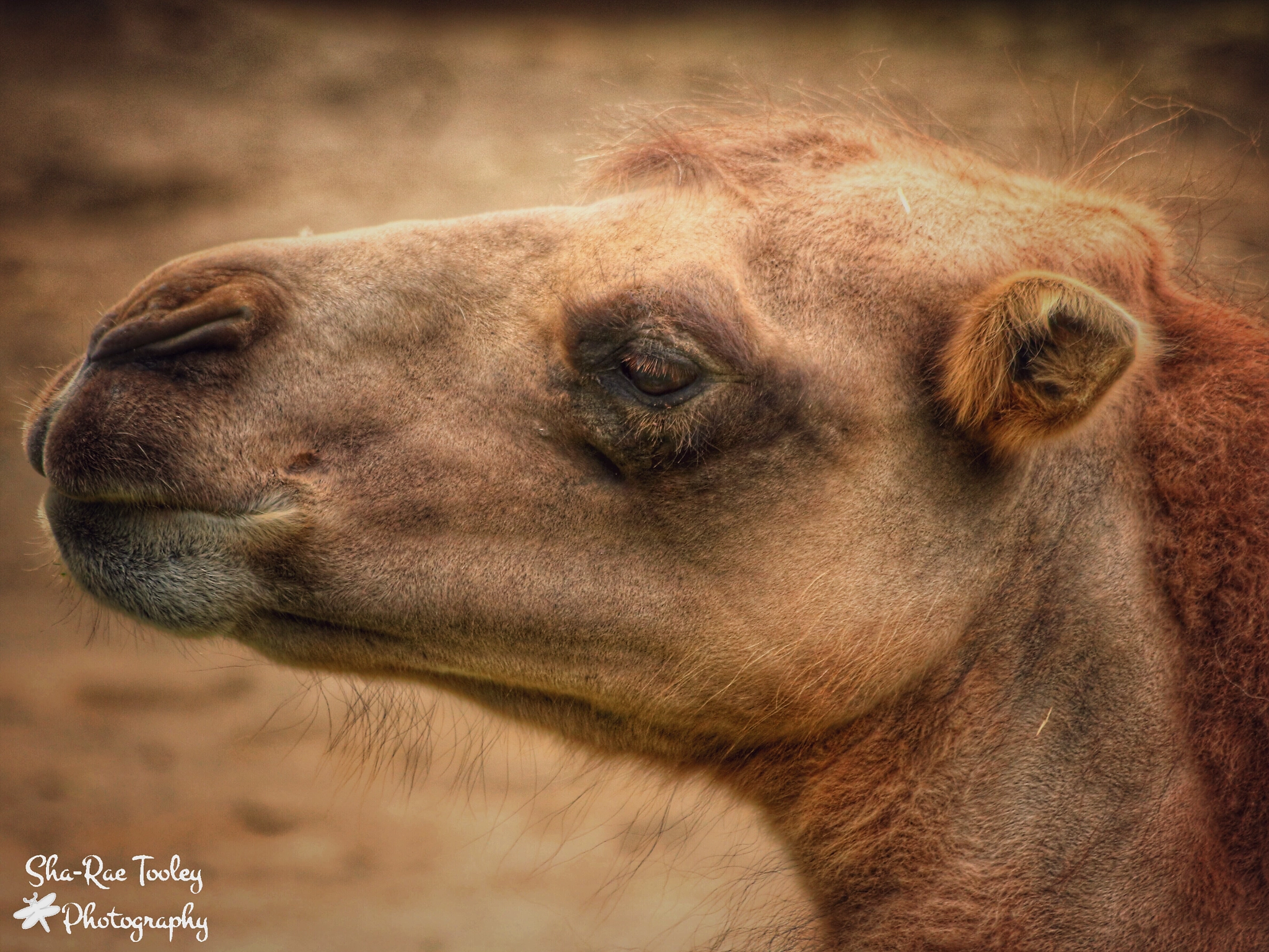 Canon EF 70-300mm F4-5.6 IS USM sample photo. Bactrian camel photography