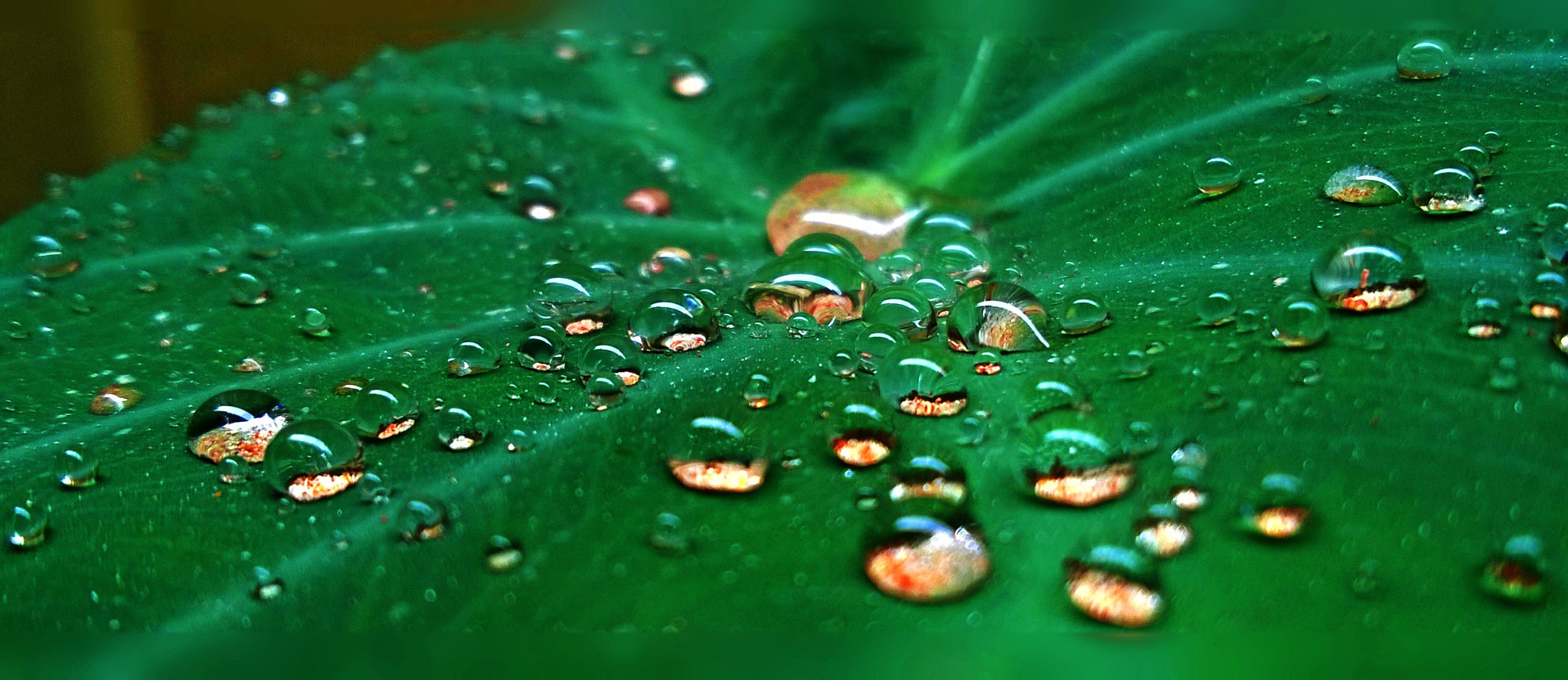 Nokia Lumia 730 Dual SIM sample photo. Rain drops photography