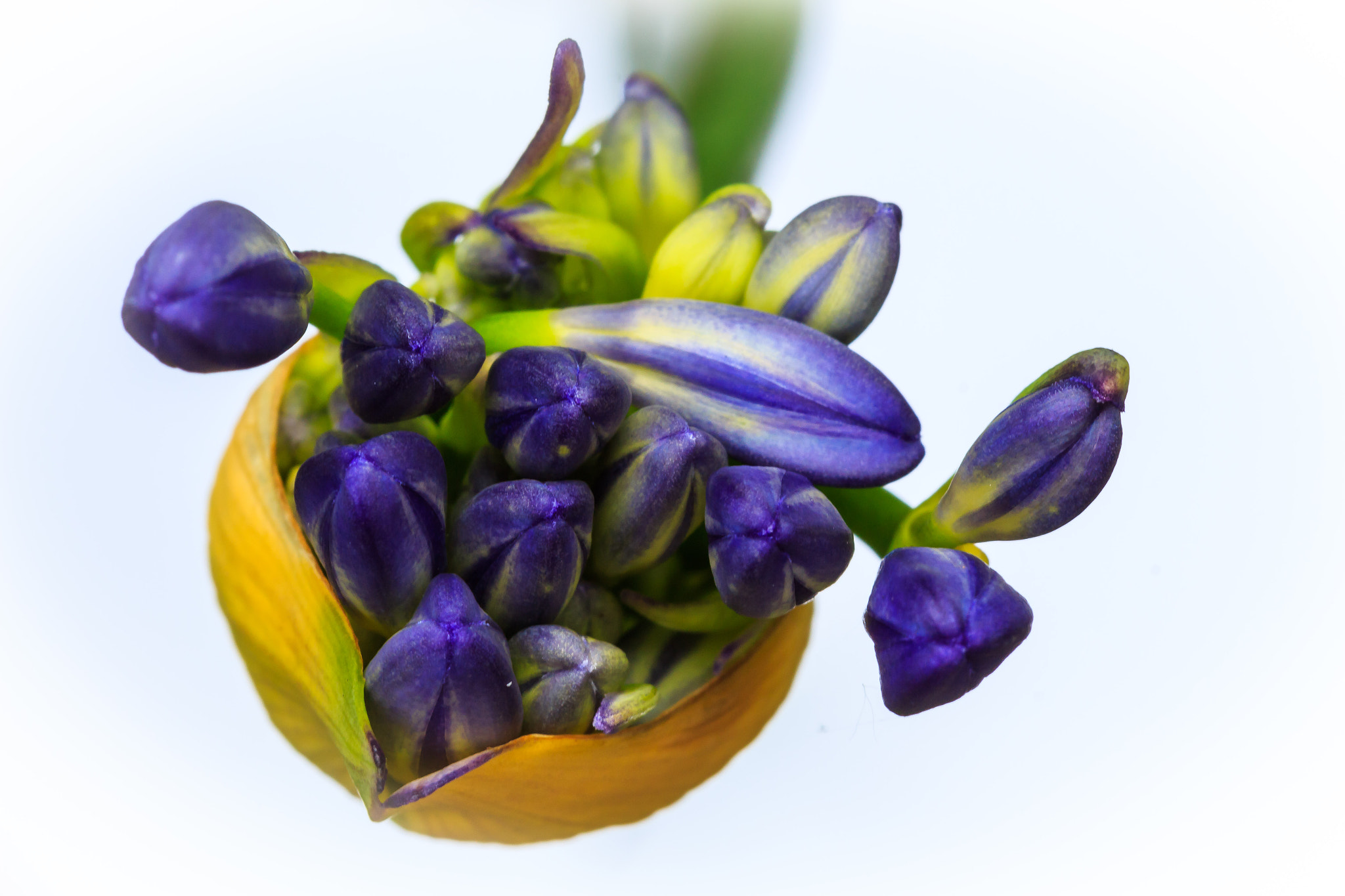 Canon EF 100mm F2.8 Macro USM sample photo. Agapanthus photography