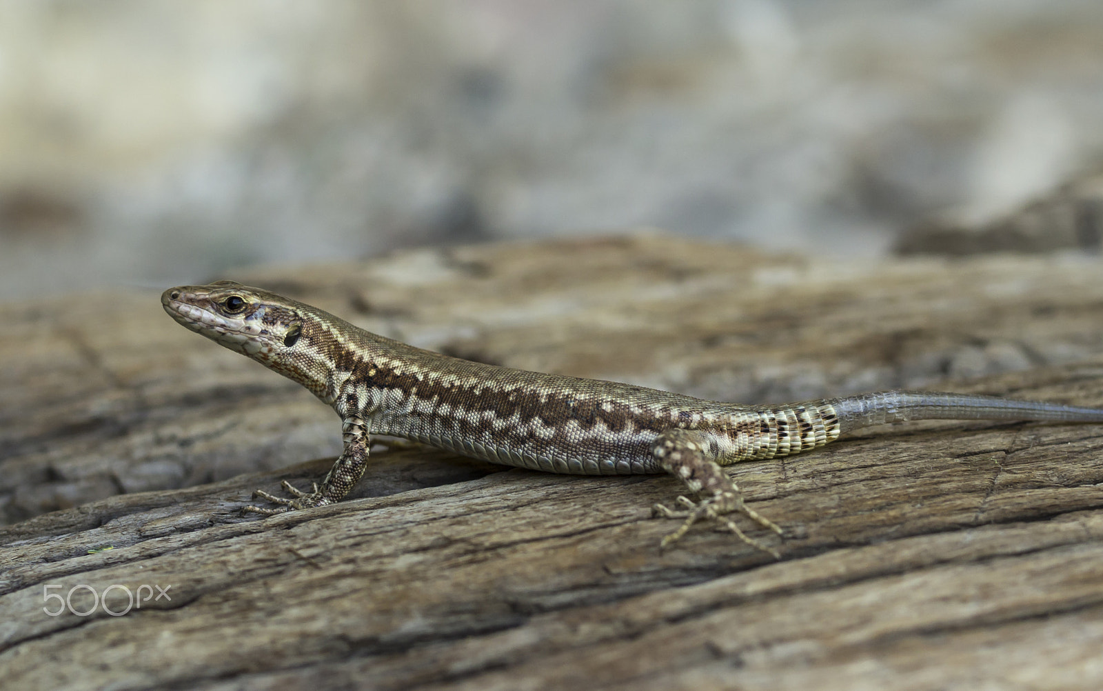 Olympus OM-D E-M10 II + Olympus M.Zuiko Digital 25mm F1.8 sample photo. Small lizard photography