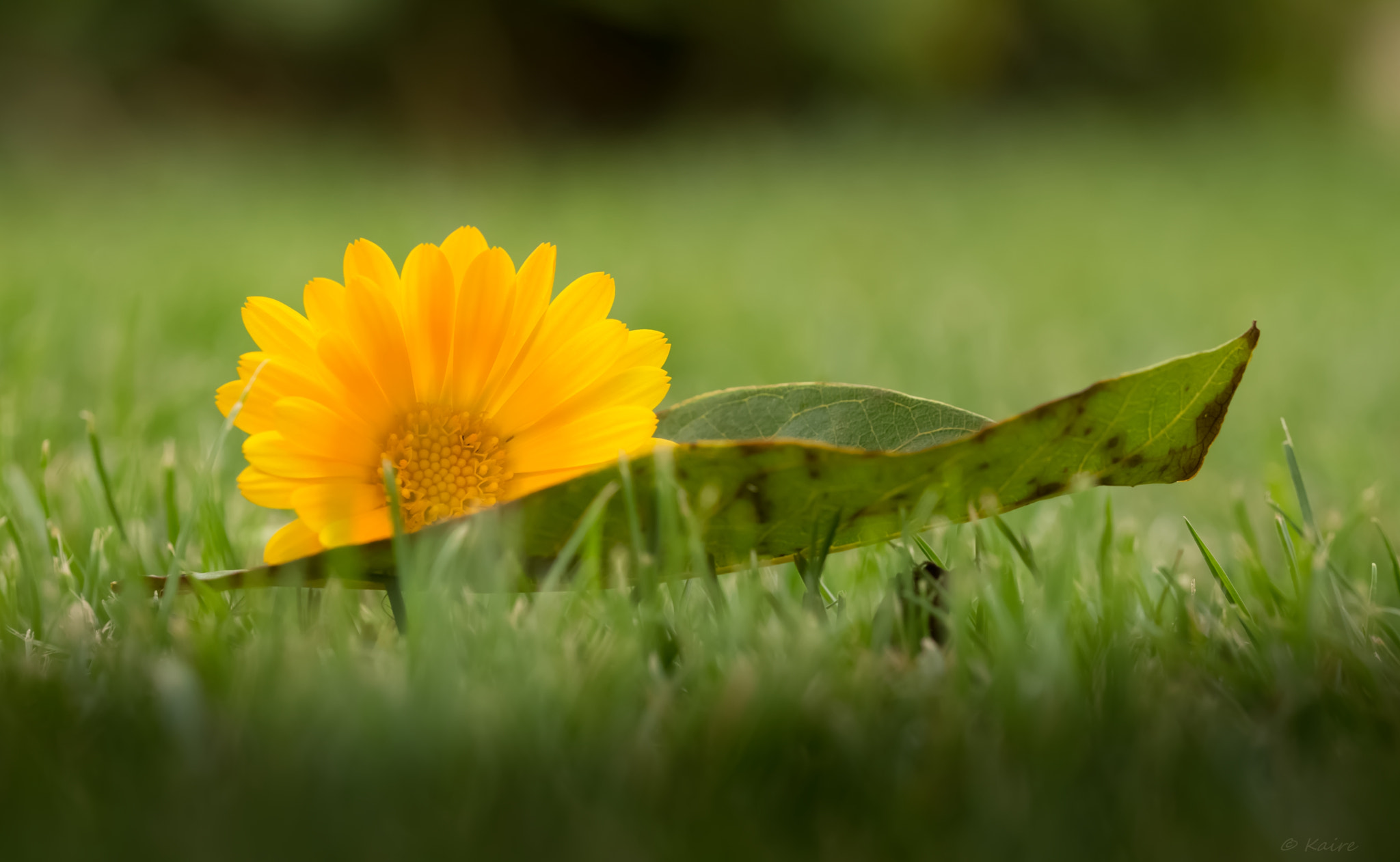 Sony SLT-A77 + 90mm F2.8 Macro SSM sample photo. Calendula photography