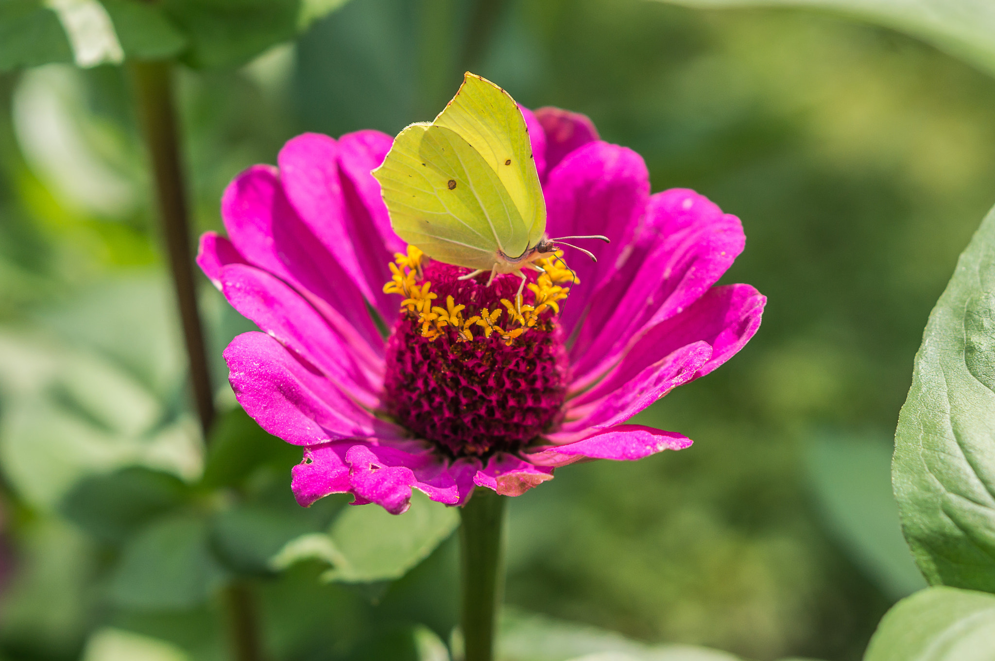 Sony Alpha NEX-6 + E 50mm F1.8 OSS sample photo. Brimstone butterfly photography